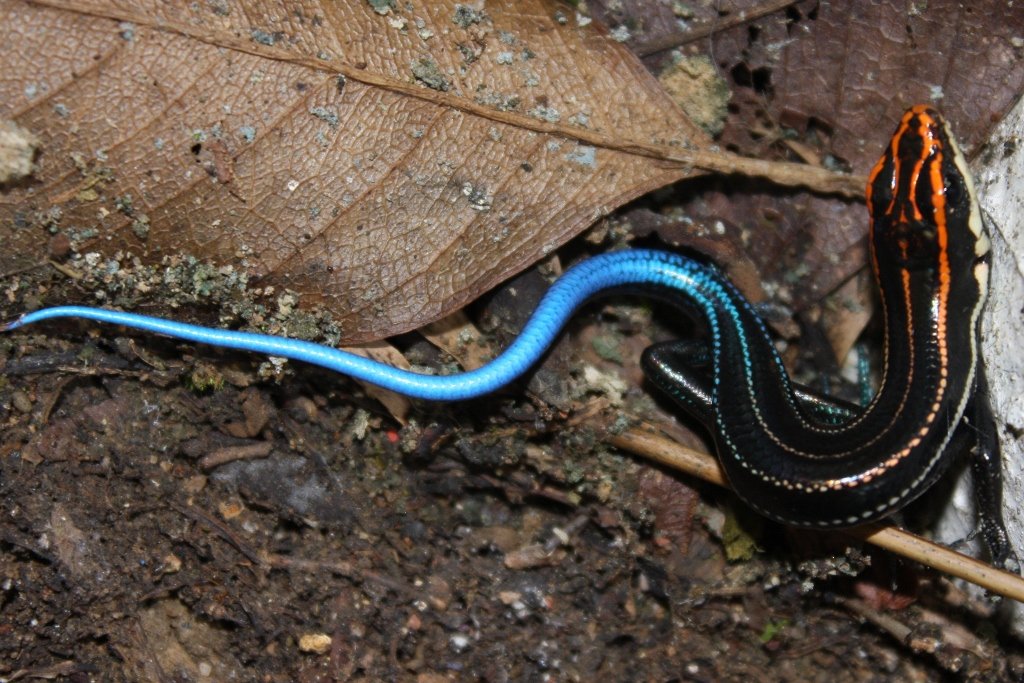 Eleganter Skink (Plestiodon elegans), typisches Aussehen der Art