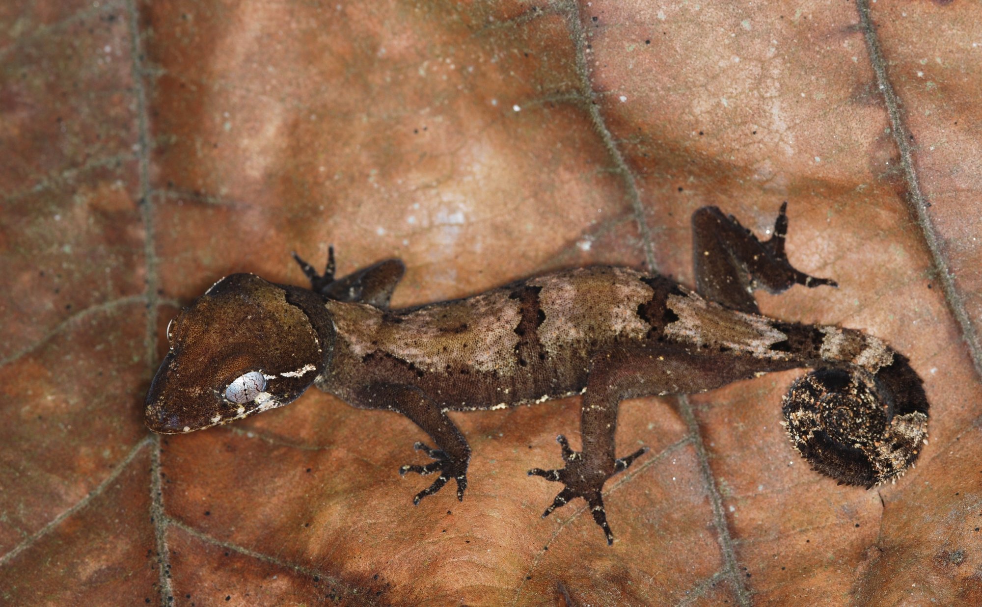 Elok-Bogenfingergecko (Cyrtodactylus elok), typisches Aussehen der Art