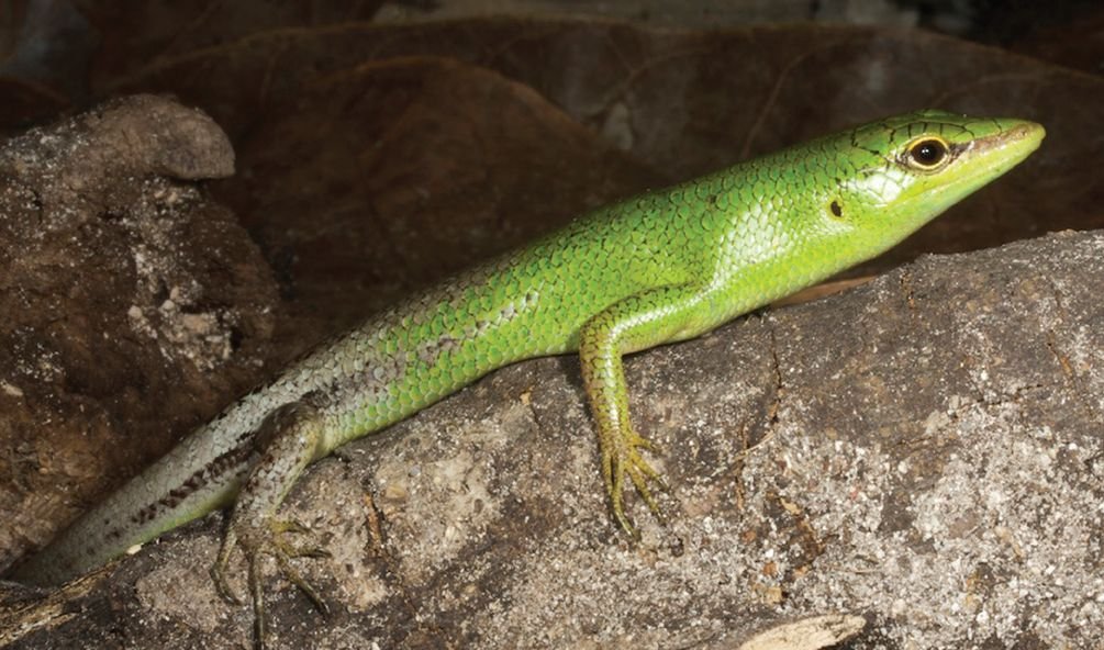 Emerald Tree Skink (Lamprolepis smaragdina), typisches Aussehen der Art