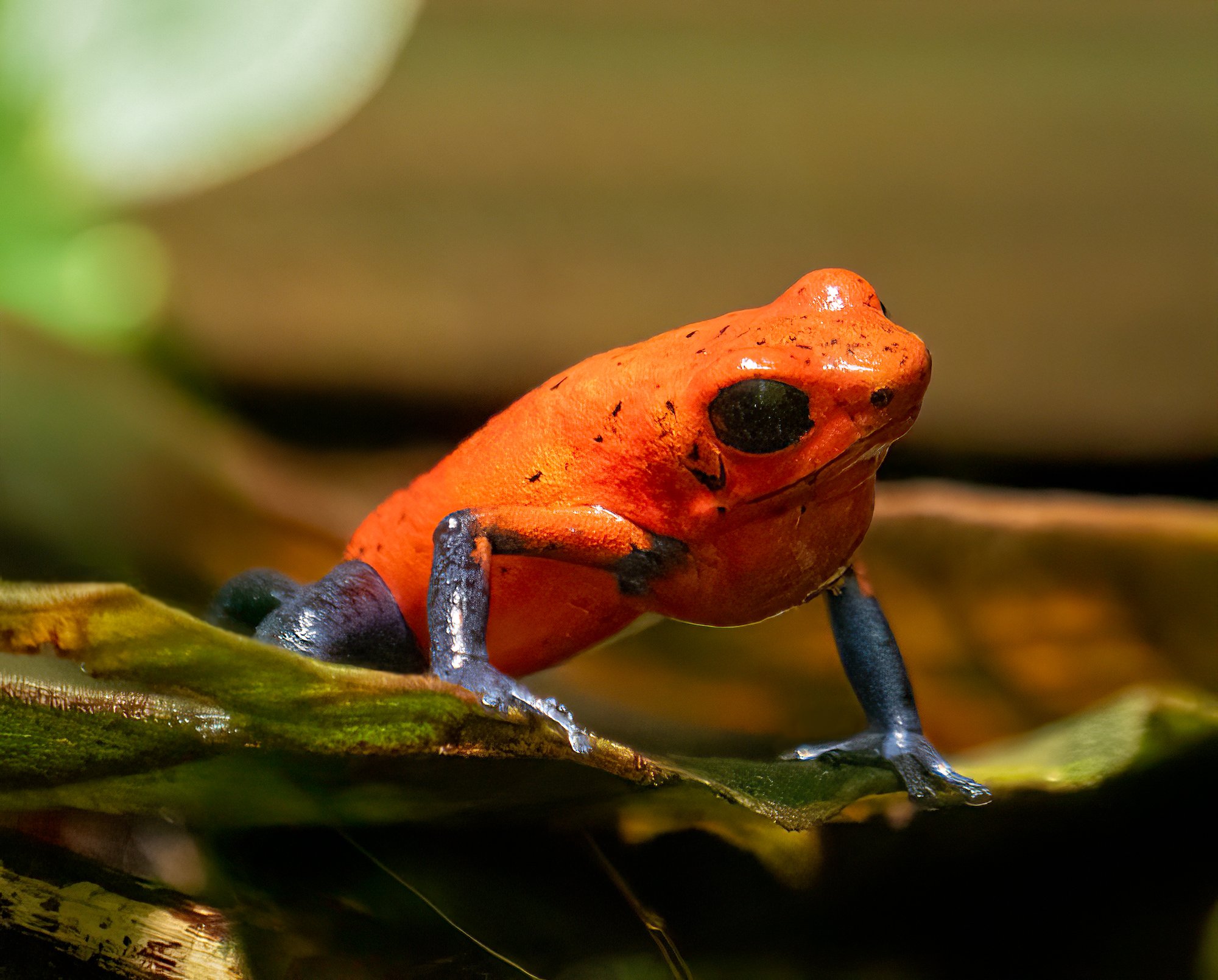 Erdbeerfrosch (Oophaga pumilio), typisches Aussehen der Art