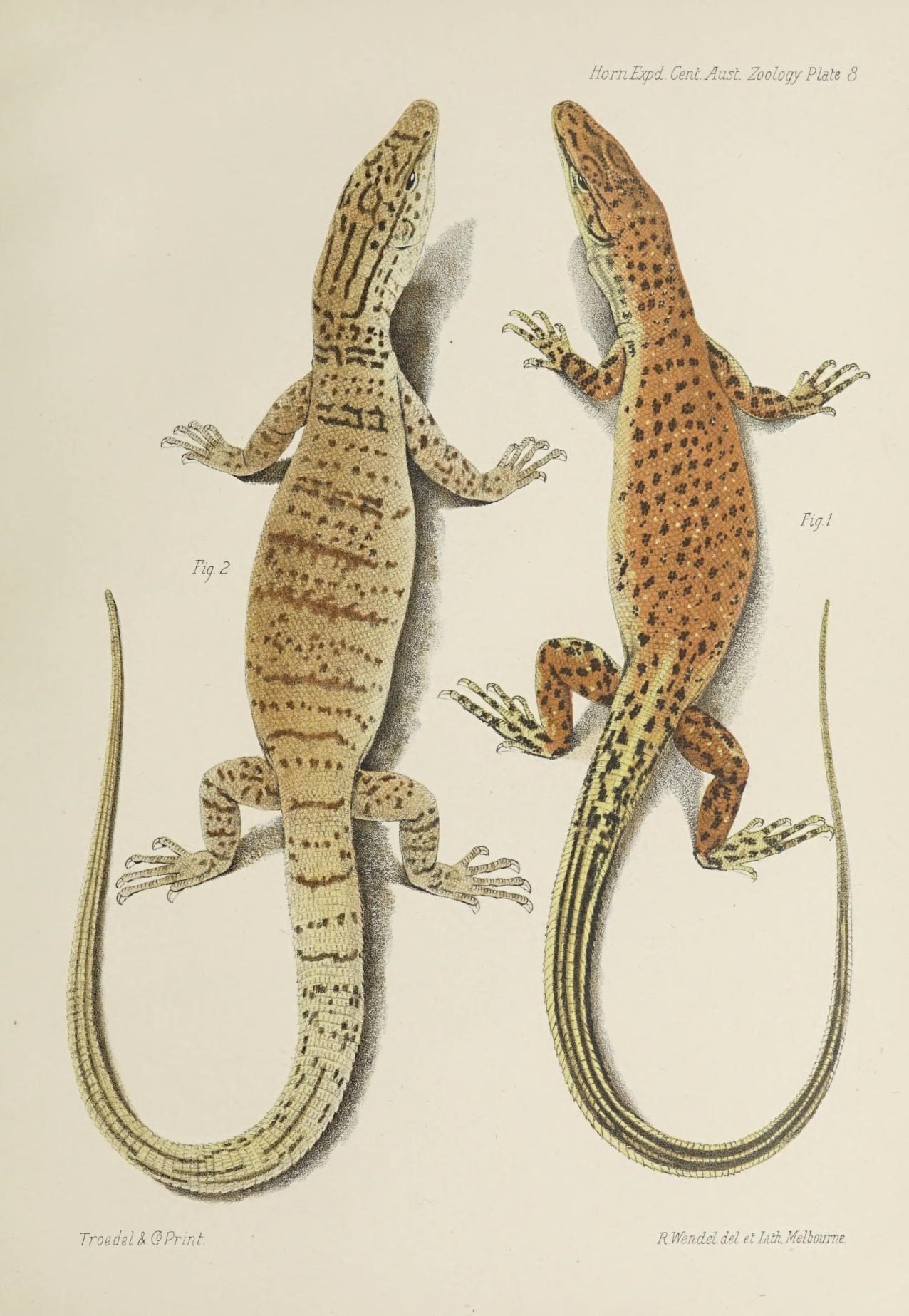 Eremius Waran (Varanus eremius), typisches Aussehen der Art