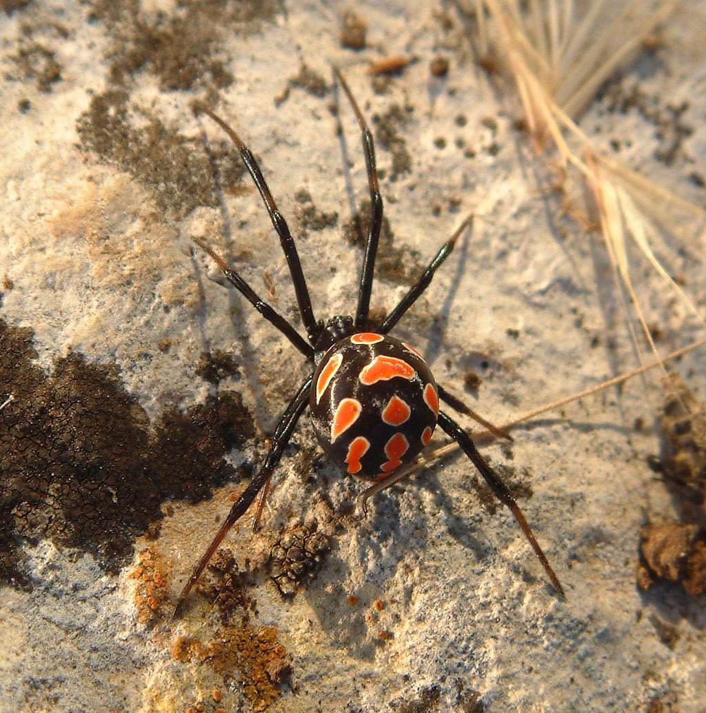 Europäische Schwarze Witwe (Latrodectus tredecimguttatus), typisches Aussehen der Art