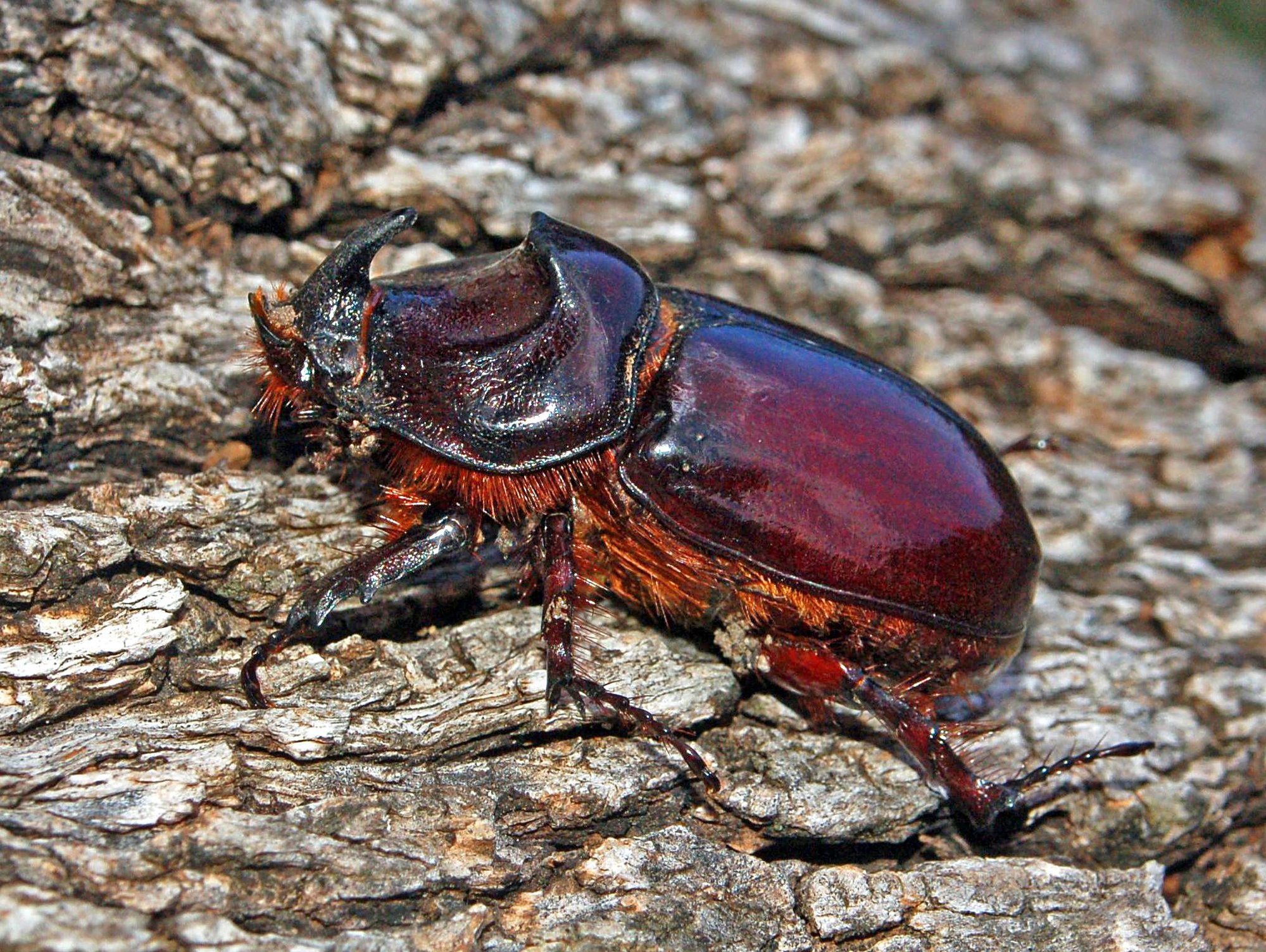 Europäischer Nashornkäfer (Oryctes nasicornis), typisches Aussehen der Art