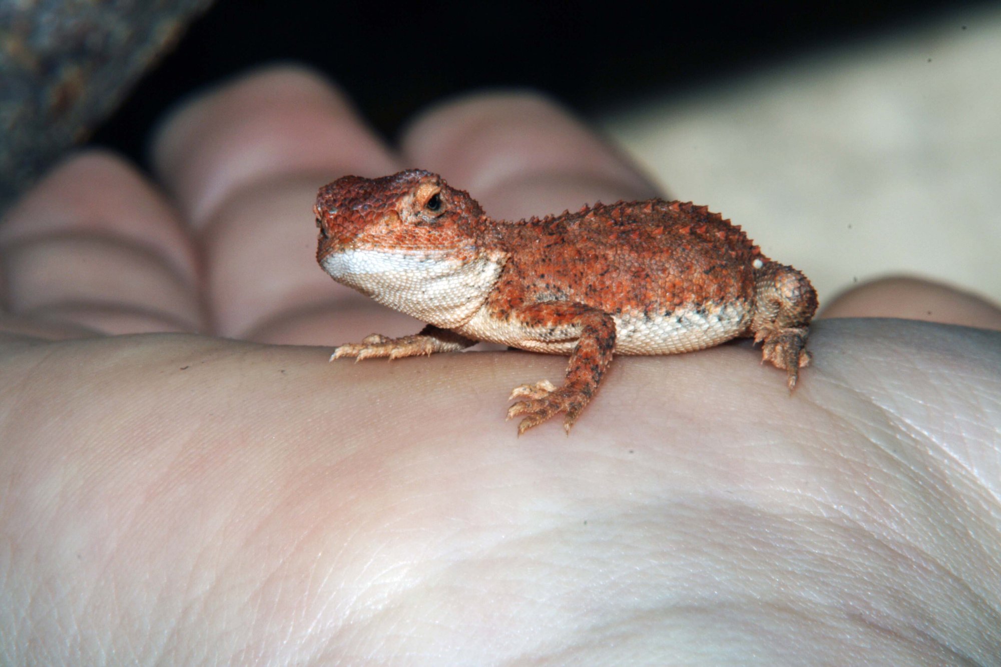 Eyrean-Taubagame / Langschwanz-Taubagame (Tympanocryptis tetraporophora), typisches Aussehen der Art