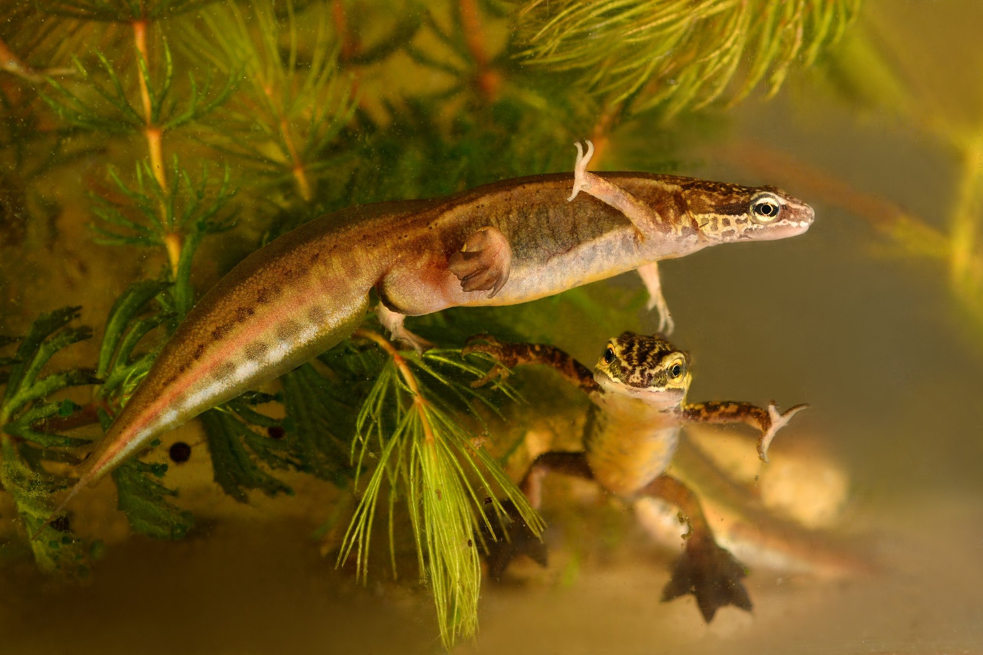 Fadenmolch (Lissotriton helveticus), typisches Aussehen der Art