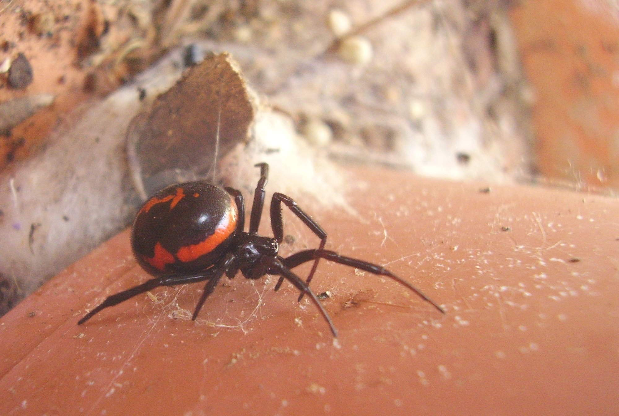 Falsche Schwarze Witwe (Steatoda paykulliana), typisches Aussehen der Art