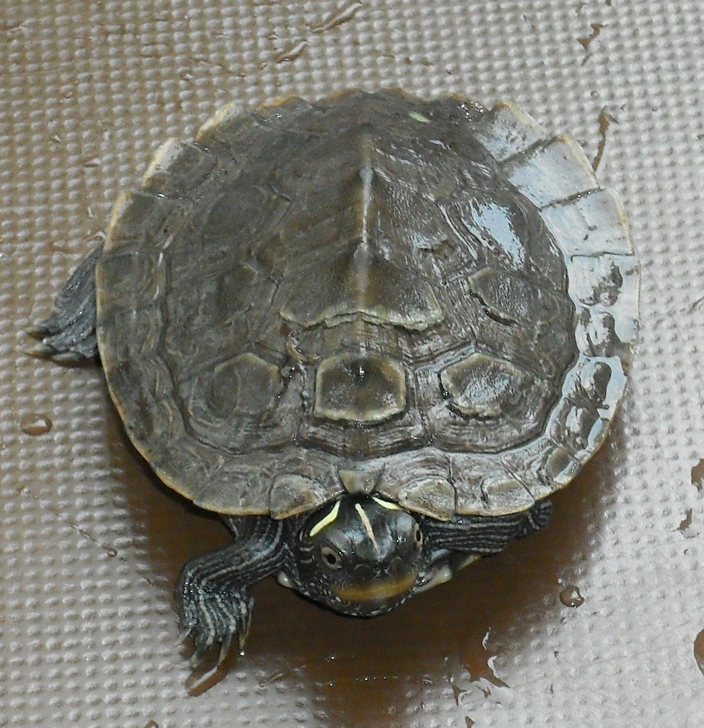 False Map Turtle (Graptemys pseudogeographica), typisches Aussehen der Art
