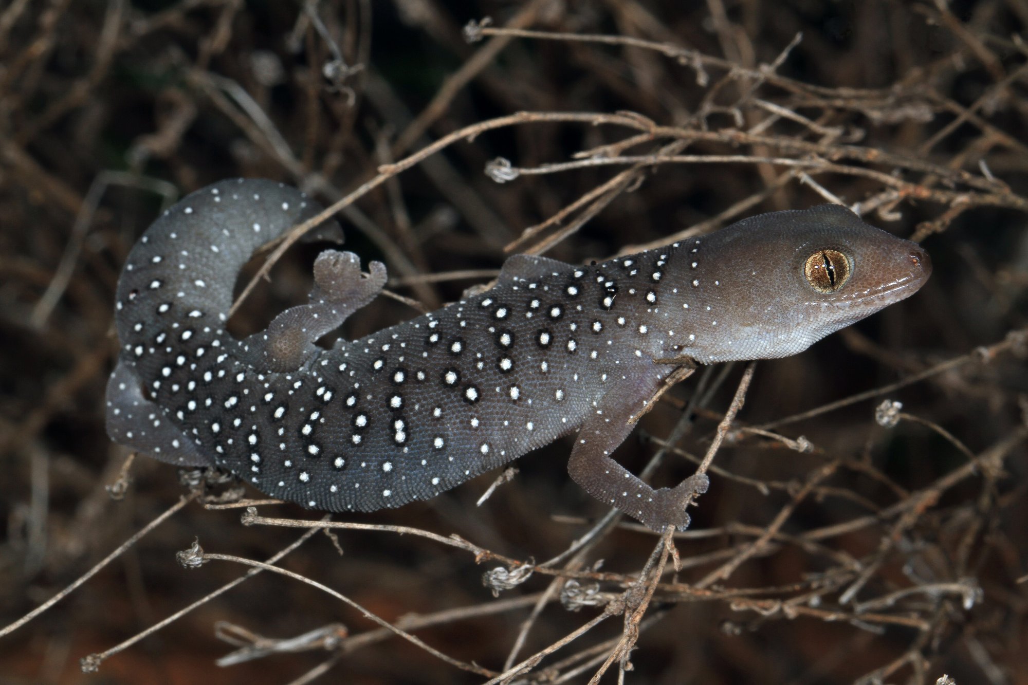 Feiner Stachelschwanzgecko (Strophurus elderi), typisches Aussehen der Art