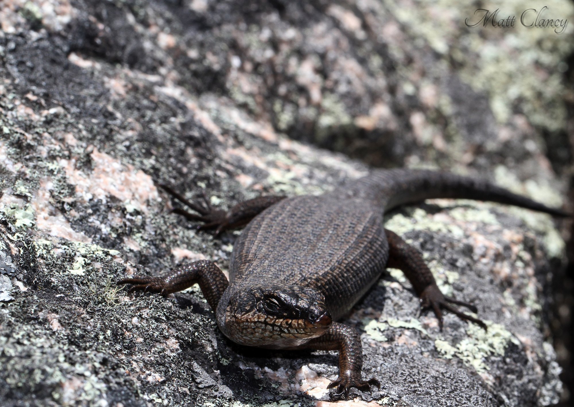 Felsen-Stachelskink (Egernia saxatilis), typisches Aussehen der Art