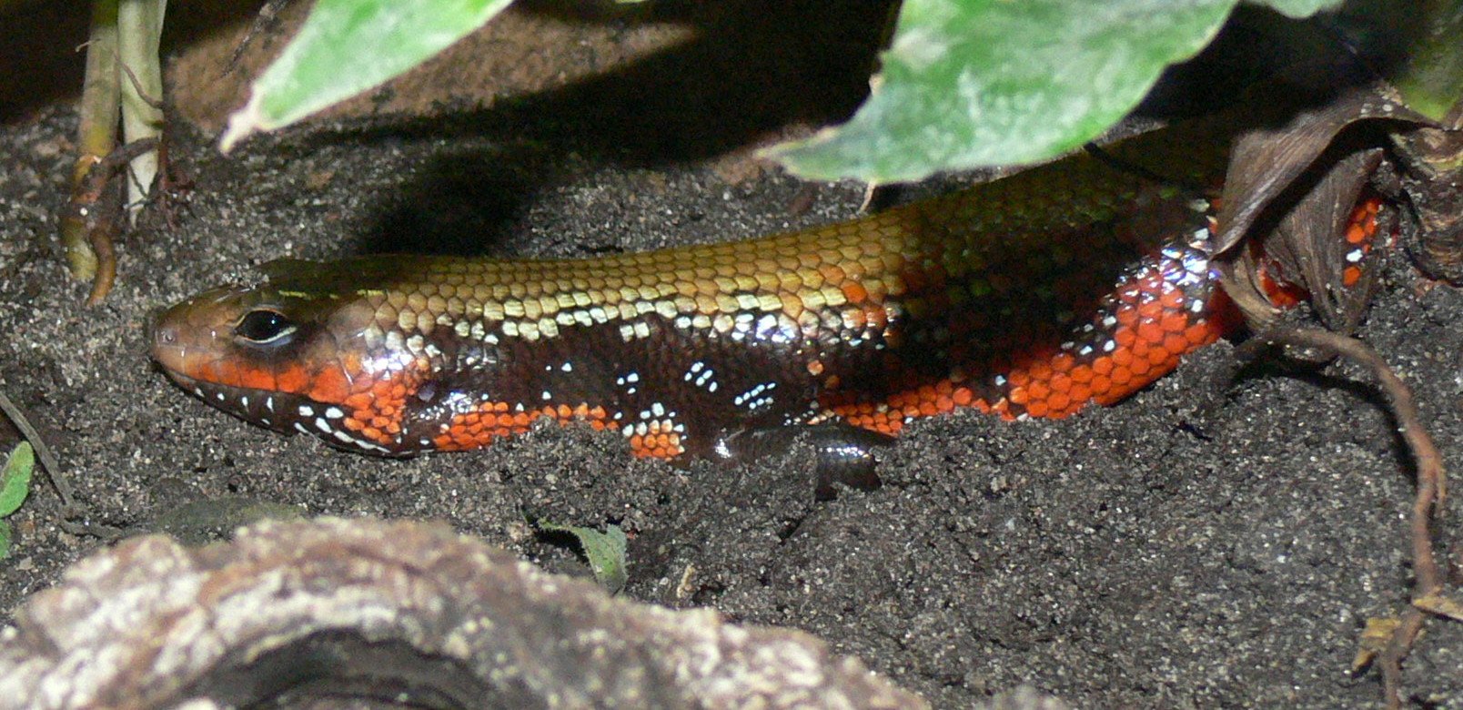 Feuer-Skink (Lepidothyris fernandi), typisches Aussehen der Art