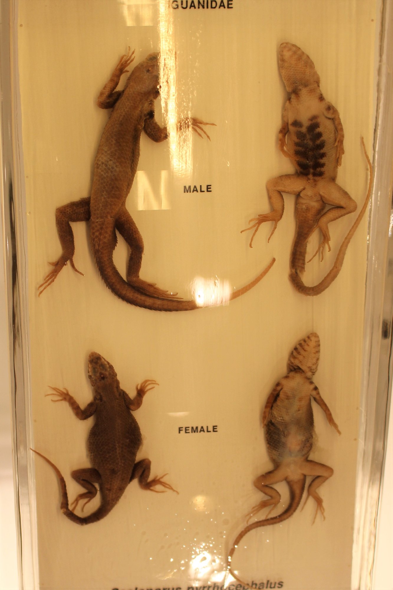 Feuerkopf-Stachelleguan (Sceloporus pyrocephalus), typisches Aussehen der Art