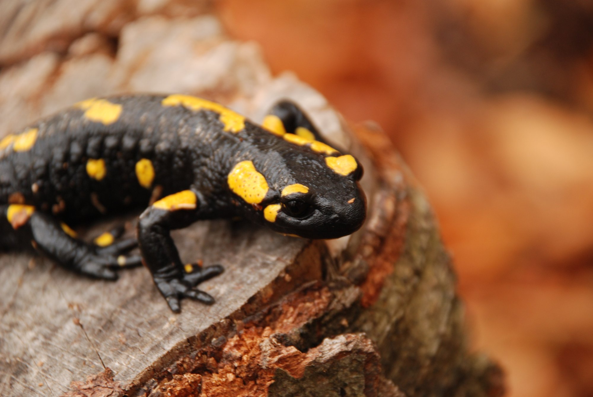 Feuersalamander (Salamandra salamandra), typisches Aussehen der Art