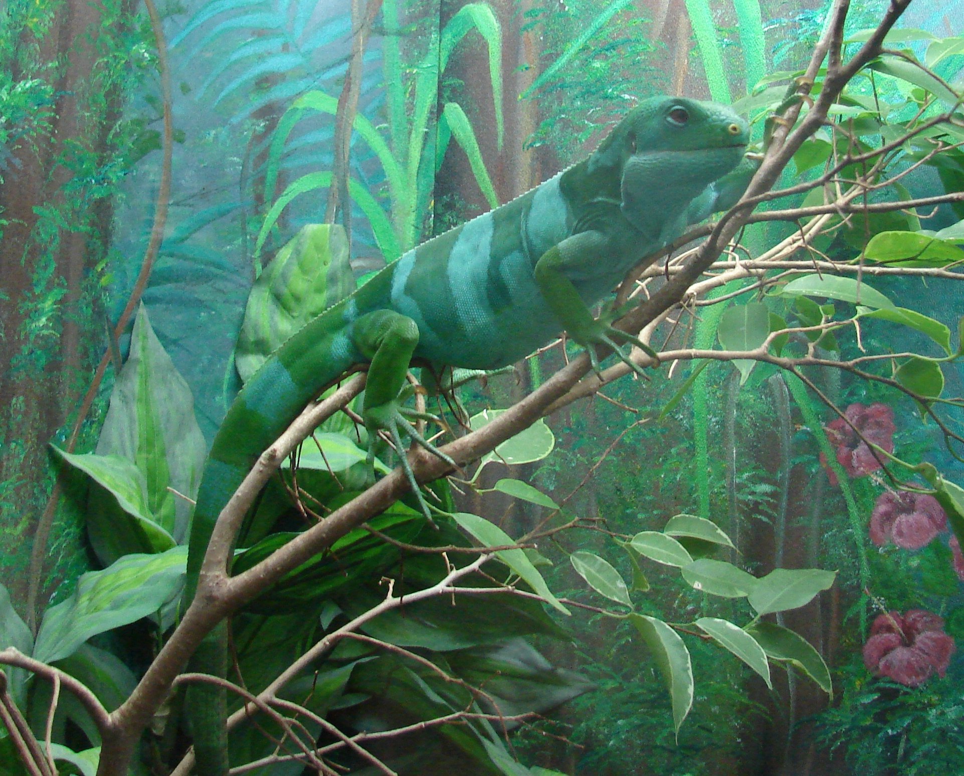 Fidschi-Leguan (Brachylophus fasciatus), typisches Aussehen der Art