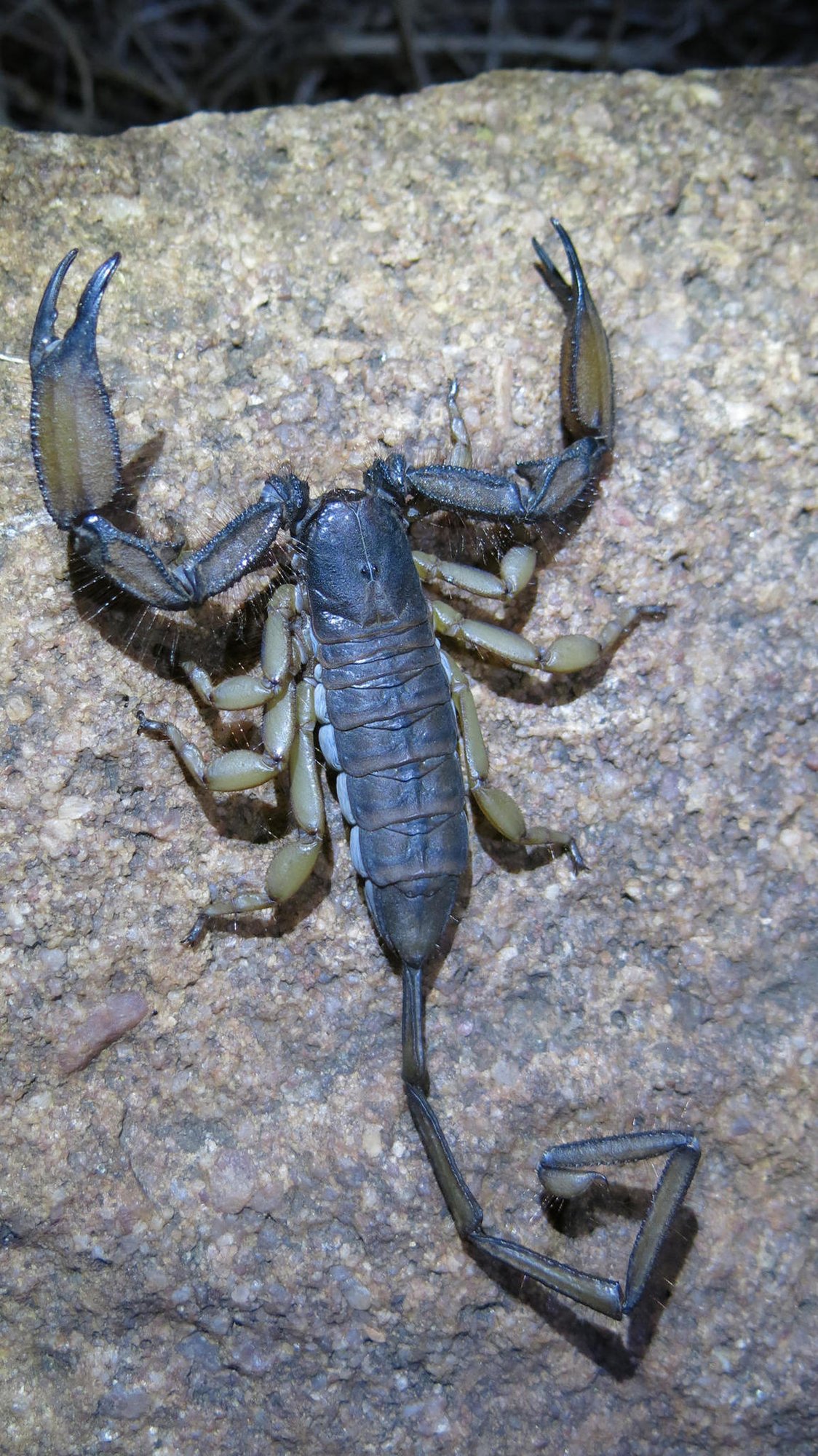 Flacher Felsenskorpion (Hadogenes troglodytes), typisches Aussehen der Art