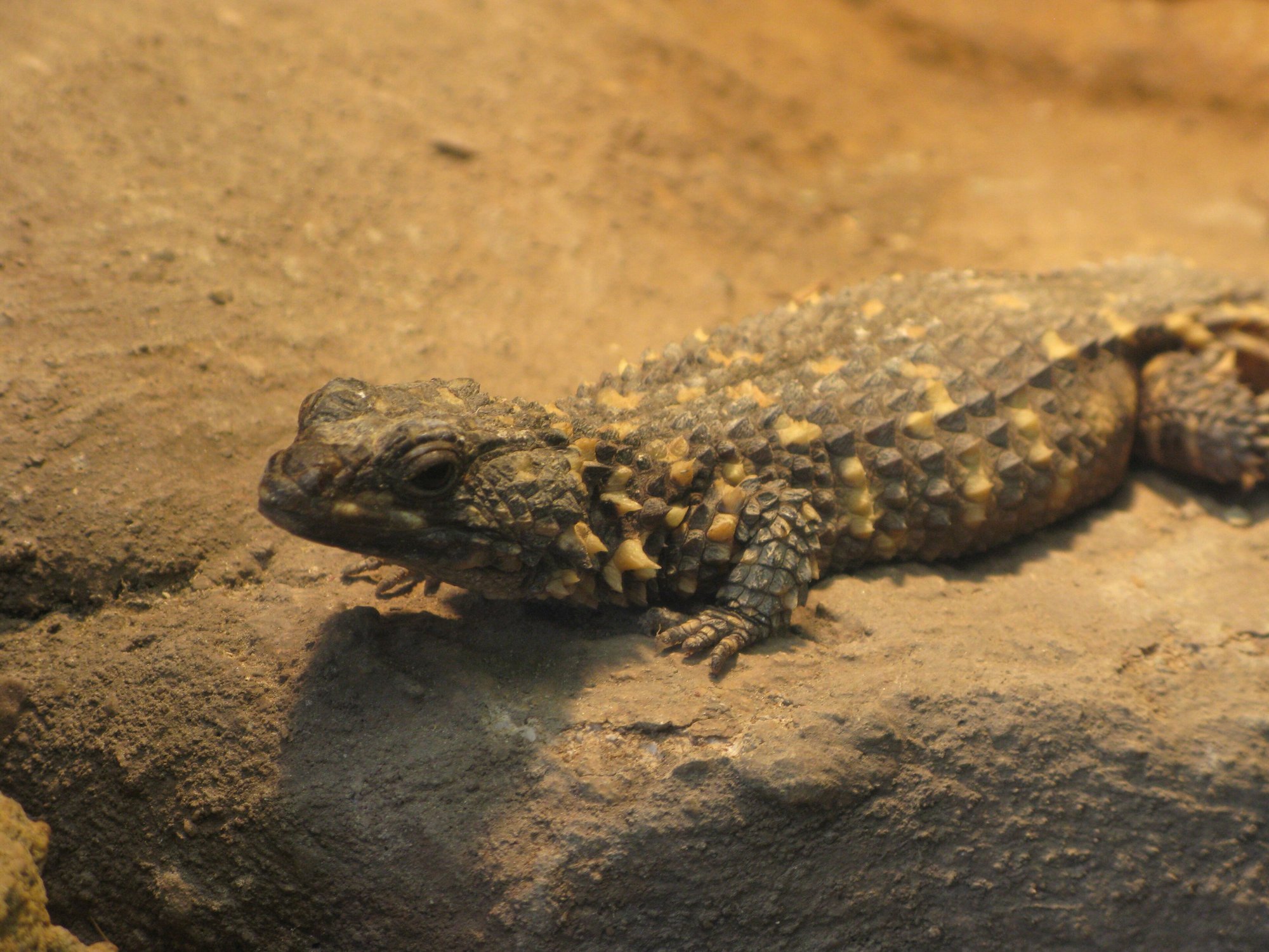 Flacher Gürtelschweif (Smaug depressus), typisches Aussehen der Art