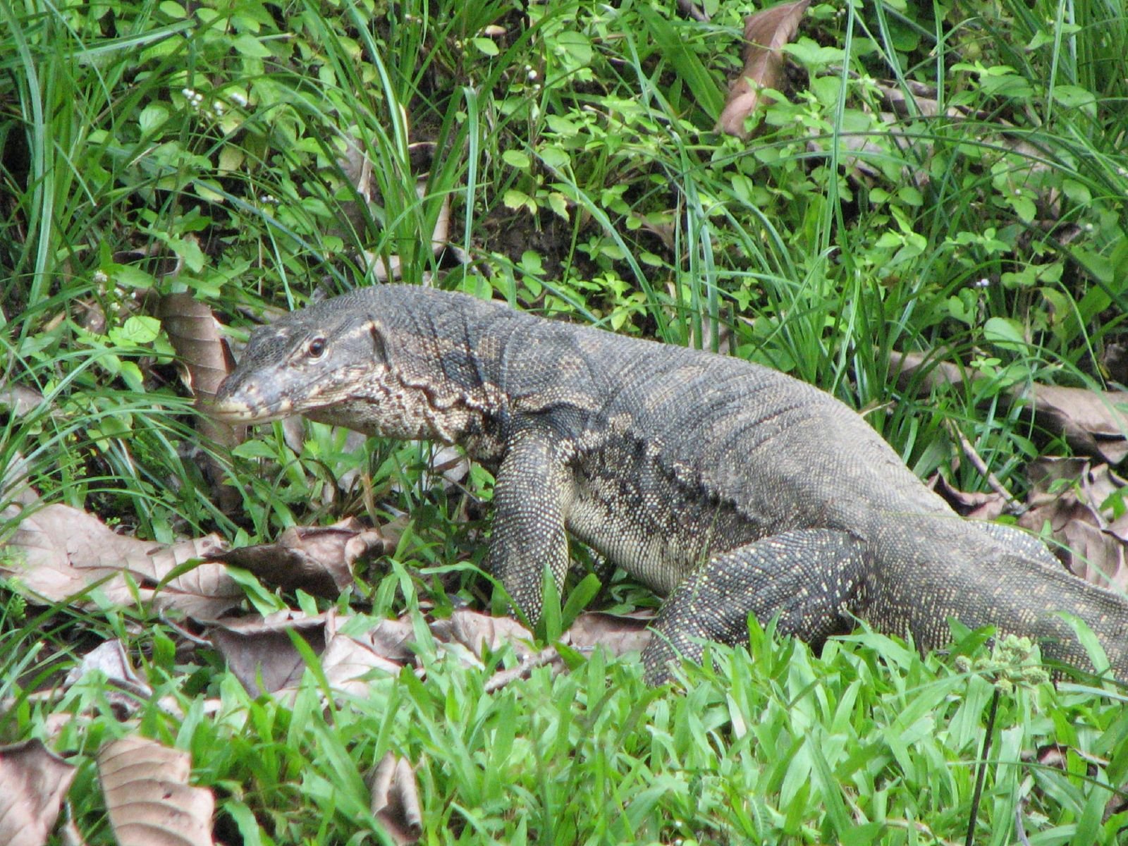Flechtenwaran (Varanus salvator), typisches Aussehen der Art