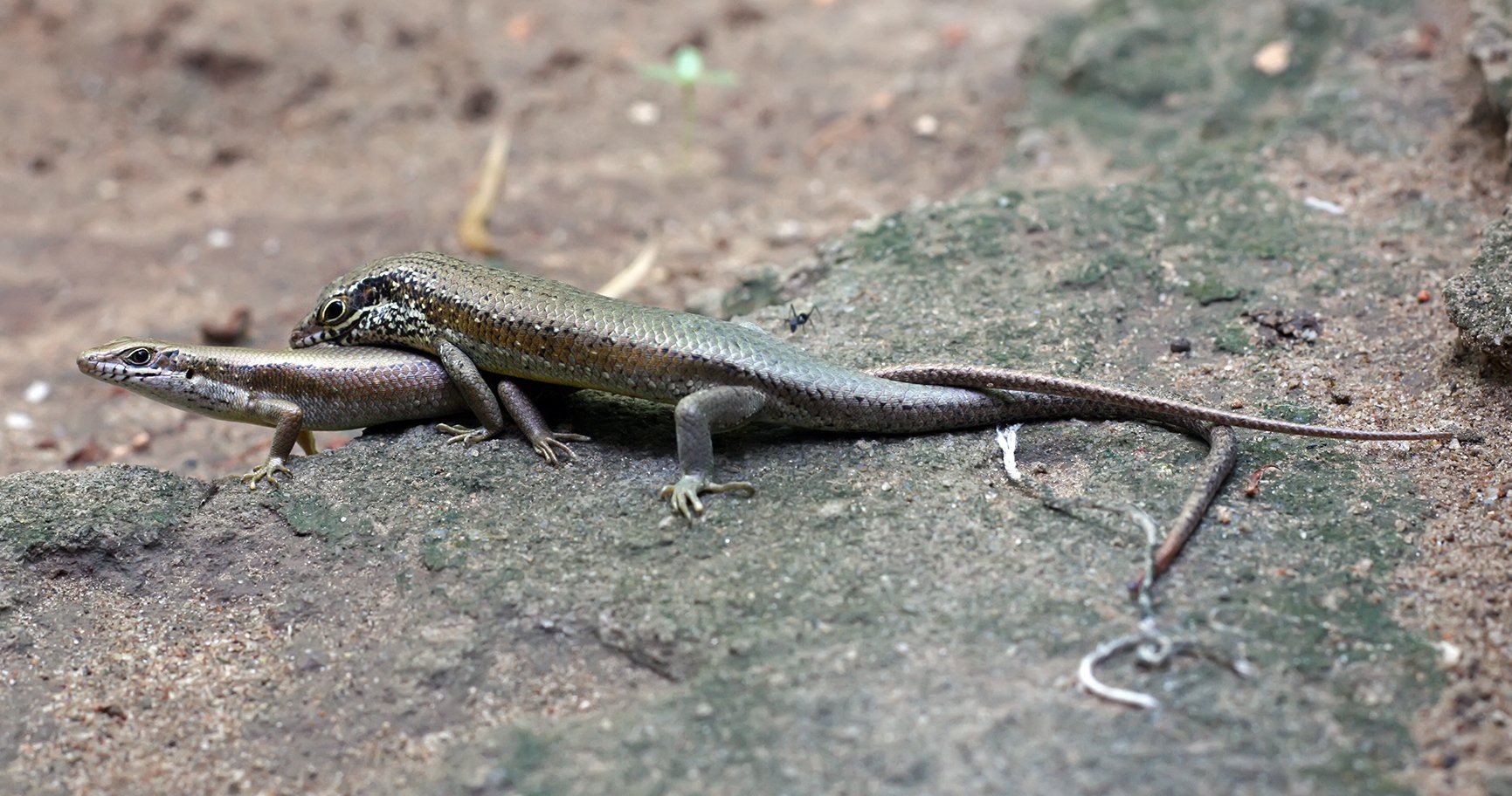 Fleckenlippen-Glanzskink (Trachylepis maculilabris), typisches Aussehen der Art