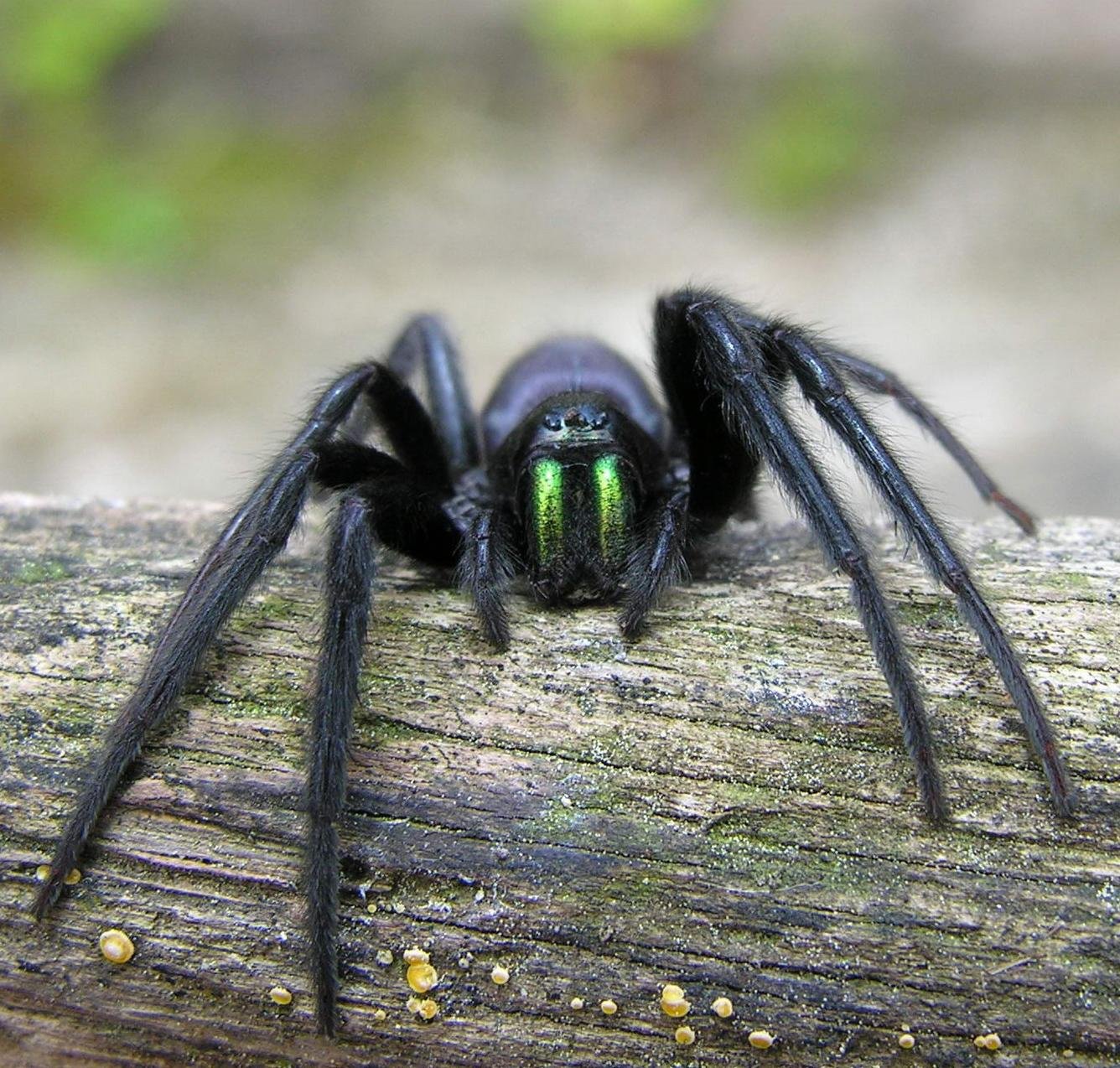 Florentiner Fischernetzspinne (Segestria florentina), typisches Aussehen der Art