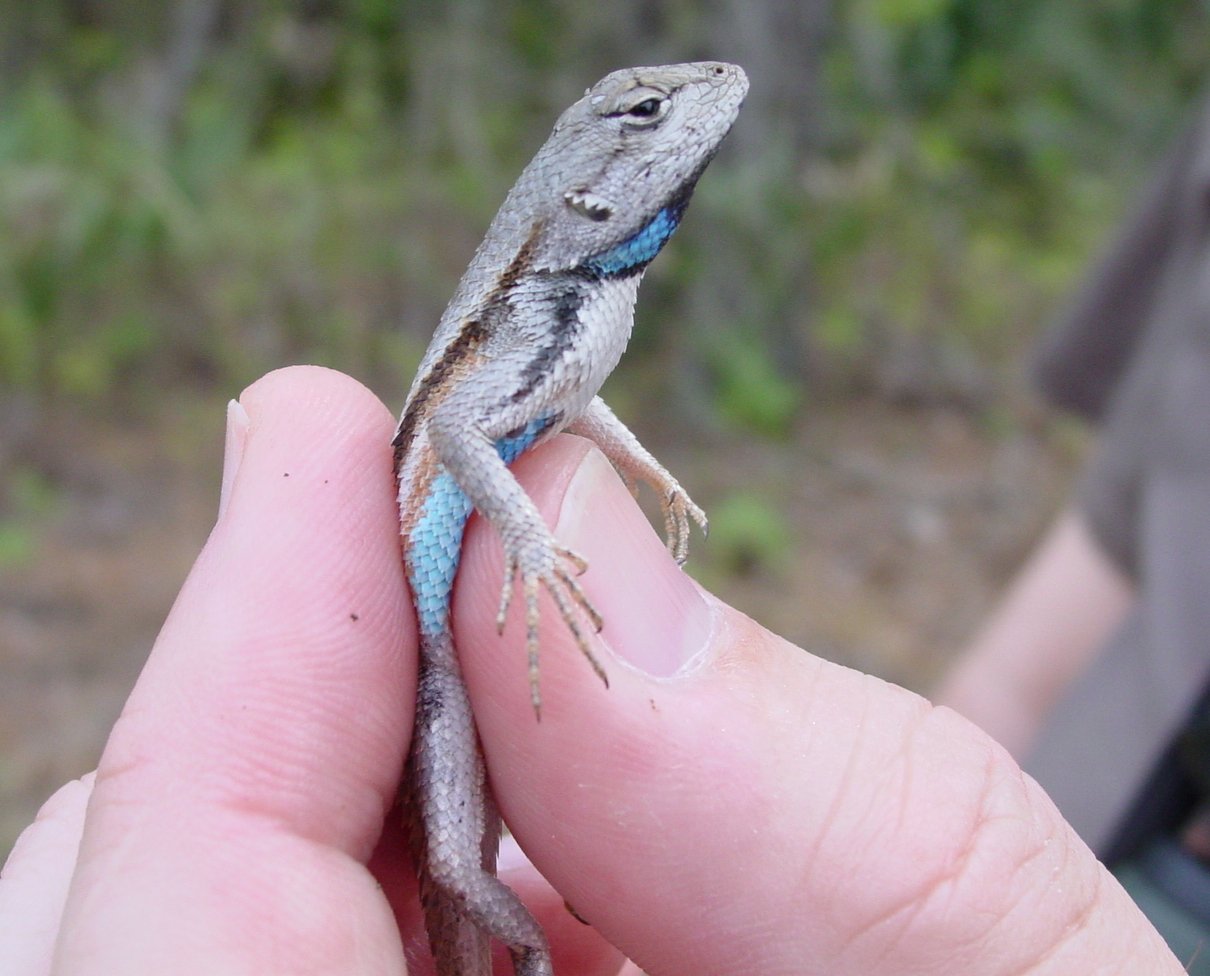 Florida-Buschleguan (Sceloporus woodi), typisches Aussehen der Art