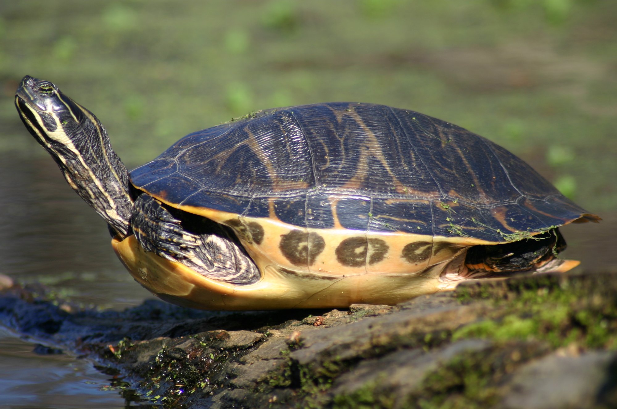 Florida-Cooter (Pseudemys floridana), typisches Aussehen der Art