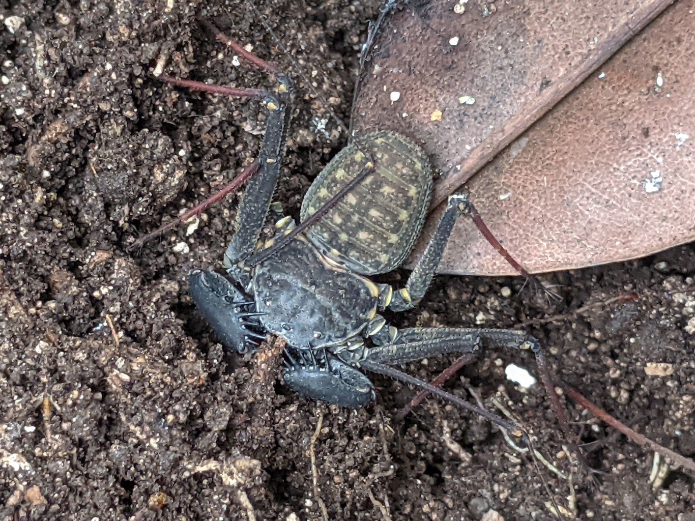 Florida-Geißelspinne (Phrynus marginemaculatus), typisches Aussehen der Art