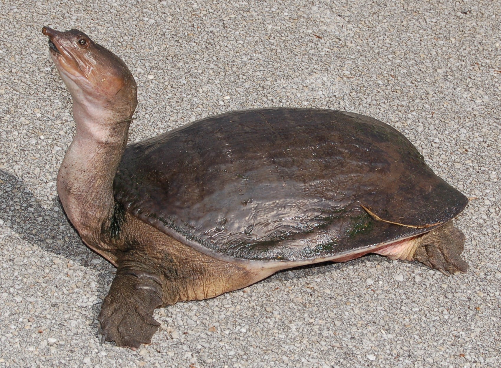 Florida-Weichschildkröte (Apalone ferox), typisches Aussehen der Art