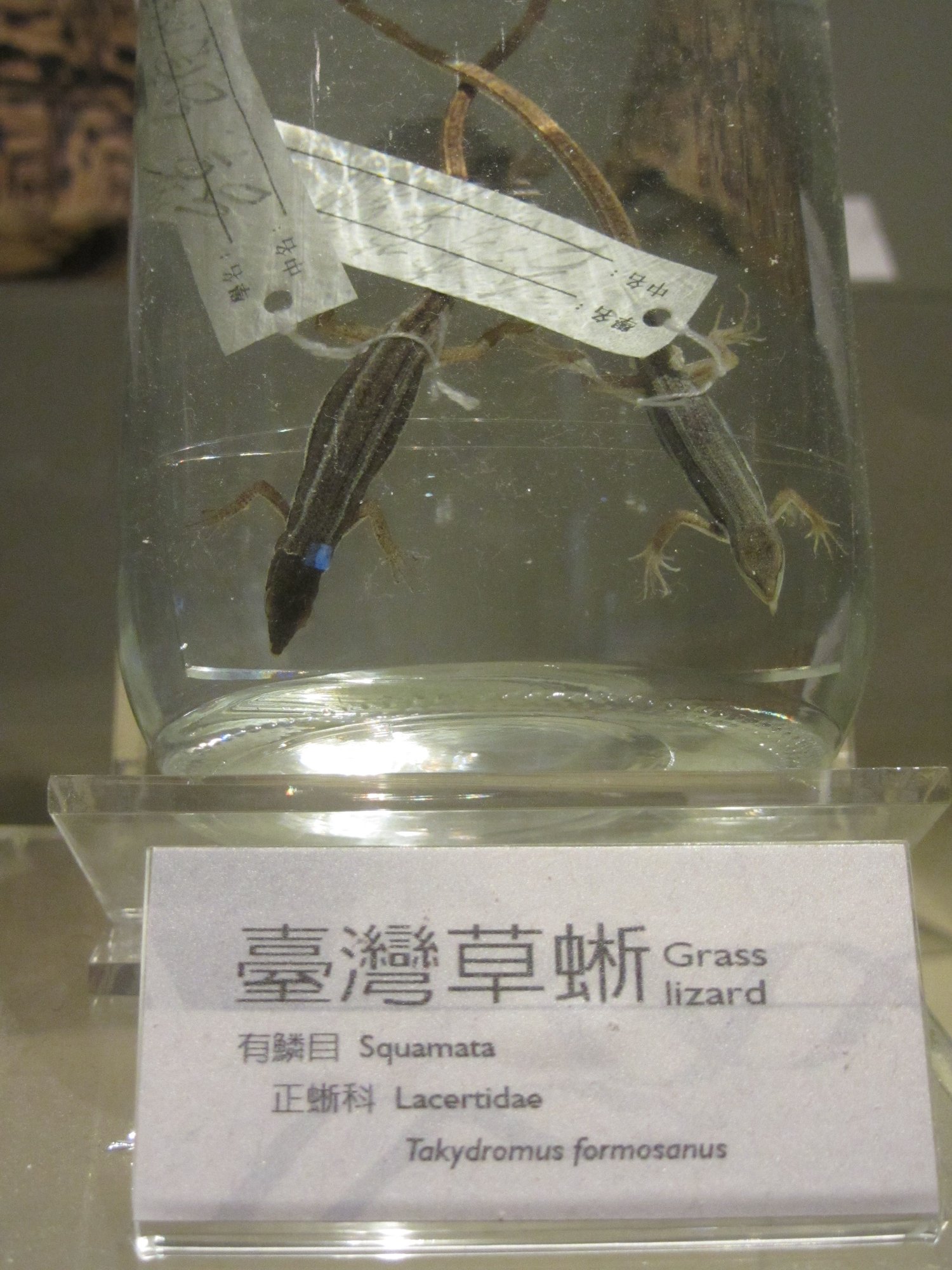 Formosa-Langschwanzeidechse (Takydromus formosanus), typisches Aussehen der Art