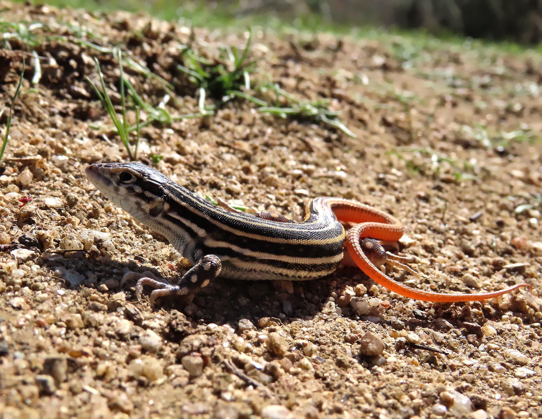 Fransenfingereidechse (Acanthodactylus erythrurus), typisches Aussehen der Art
