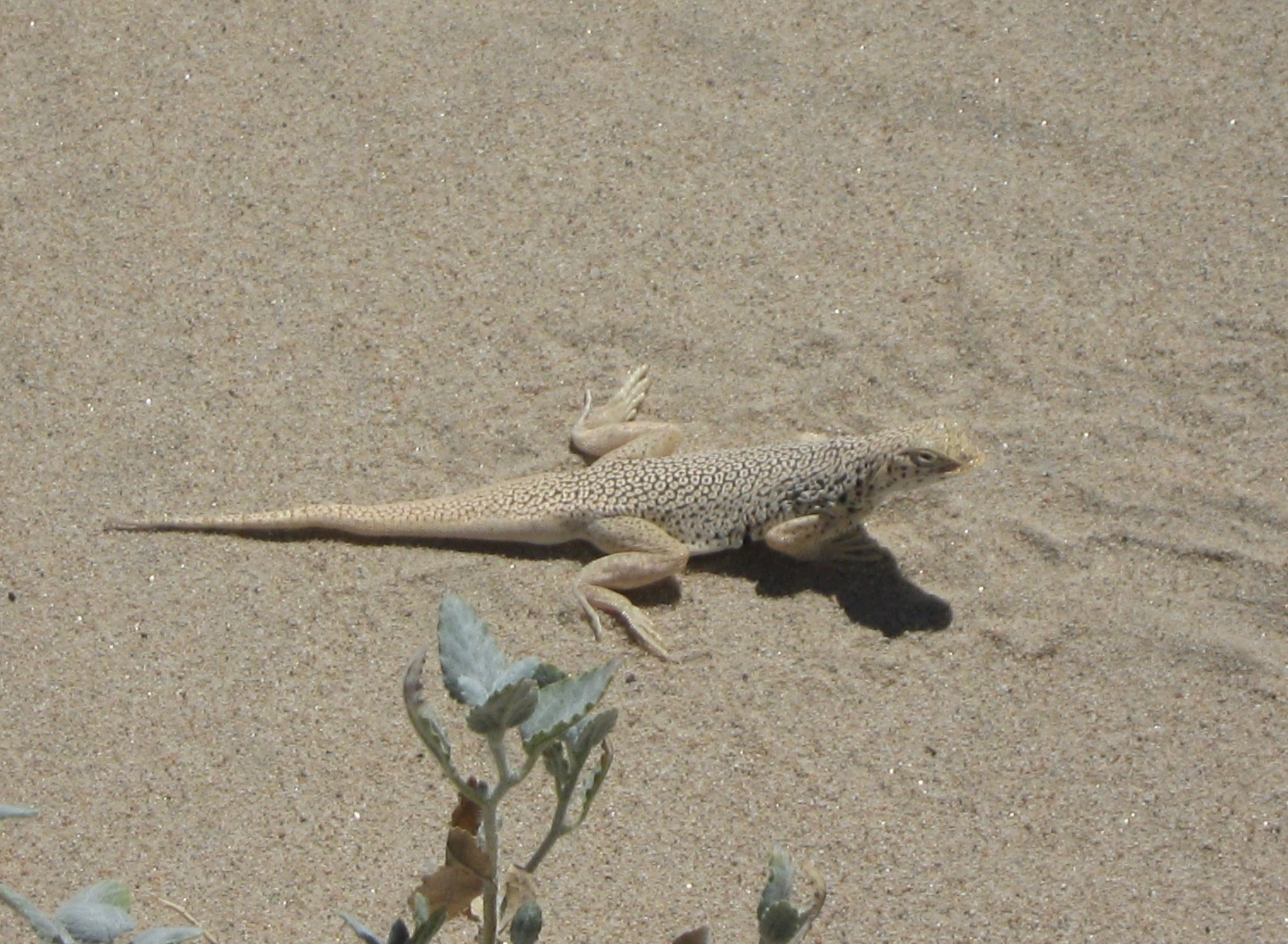 Fransenzehenleguan (Uma scoparia), typisches Aussehen der Art