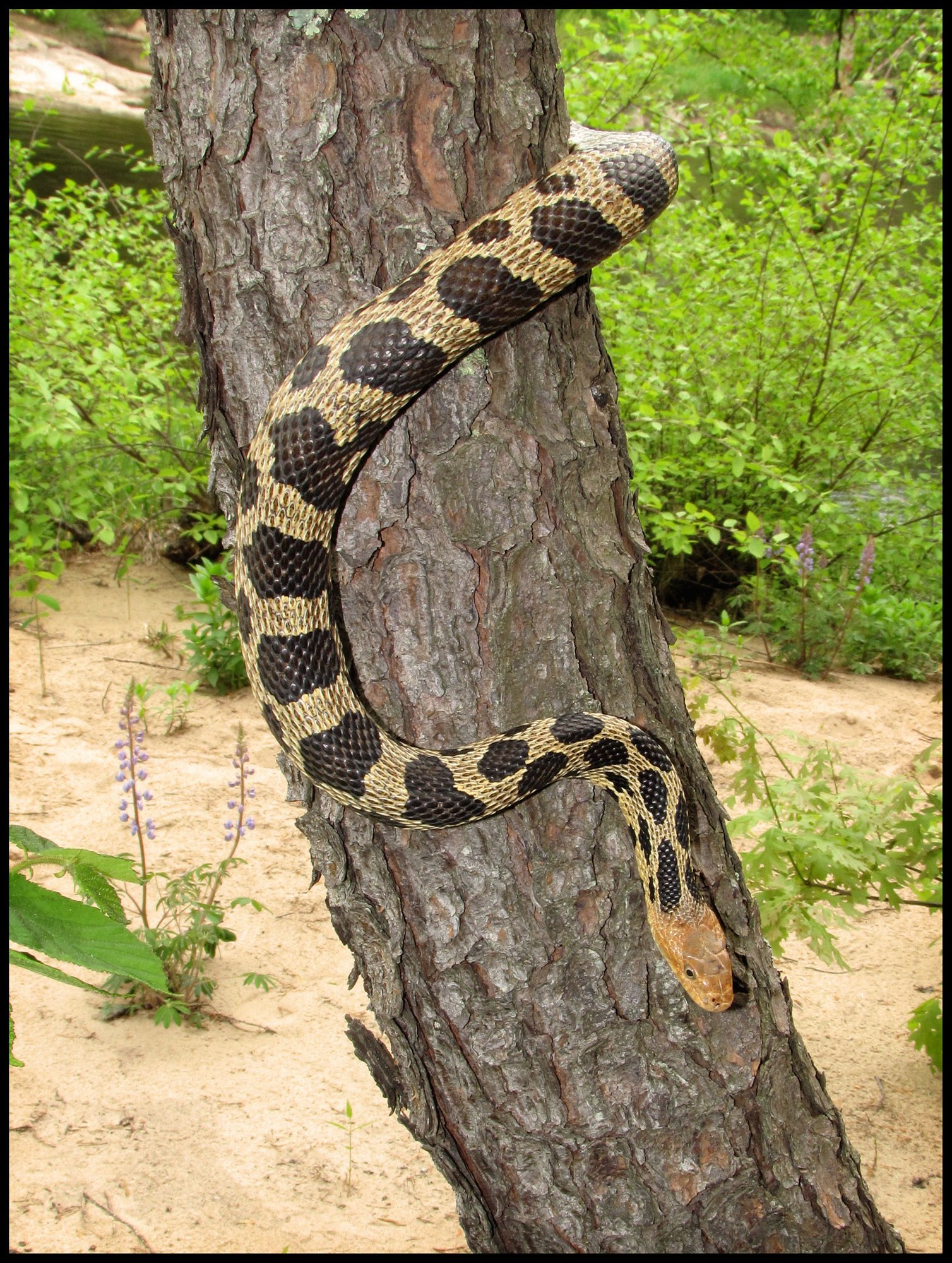 Fuchsnatter (Pantherophis vulpinus), typisches Aussehen der Art