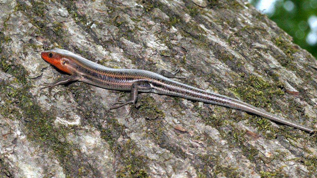 Fünfstreifen-Skink (Plestiodon fasciatus), typisches Aussehen der Art