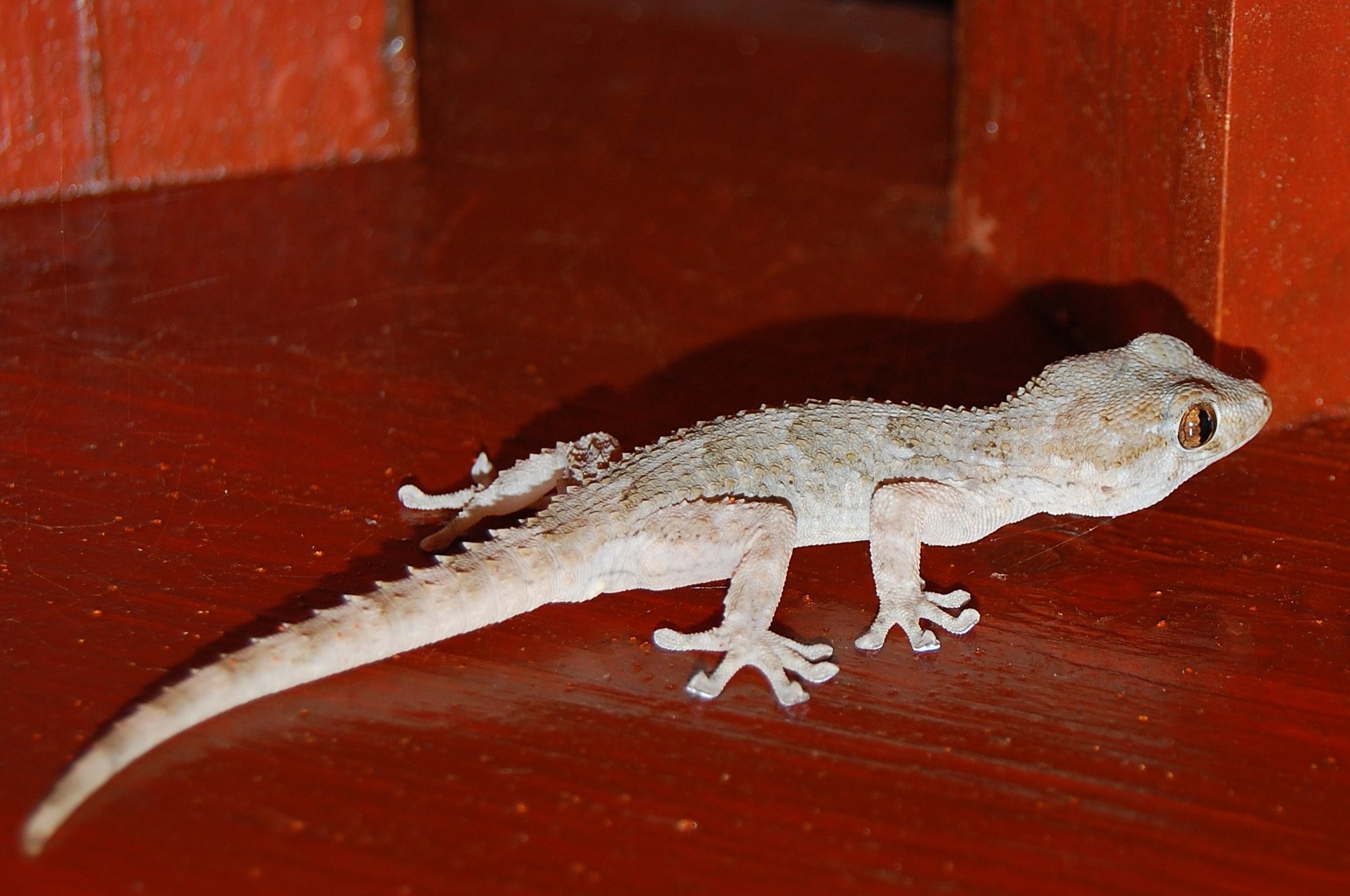 Fuerteventura-Mauergecko (Tarentola angustimentalis), typisches Aussehen der Art