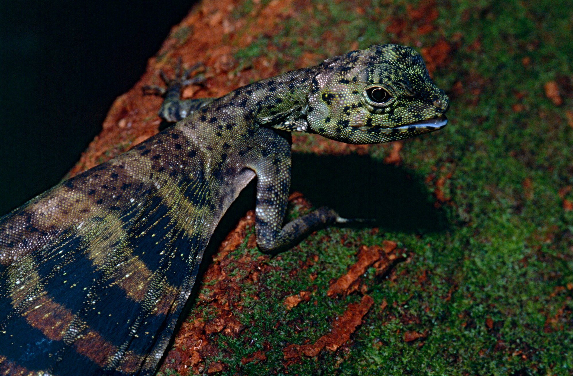 Fünfstreifen-Flugdrache (Draco quinquefasciatus), typisches Aussehen der Art