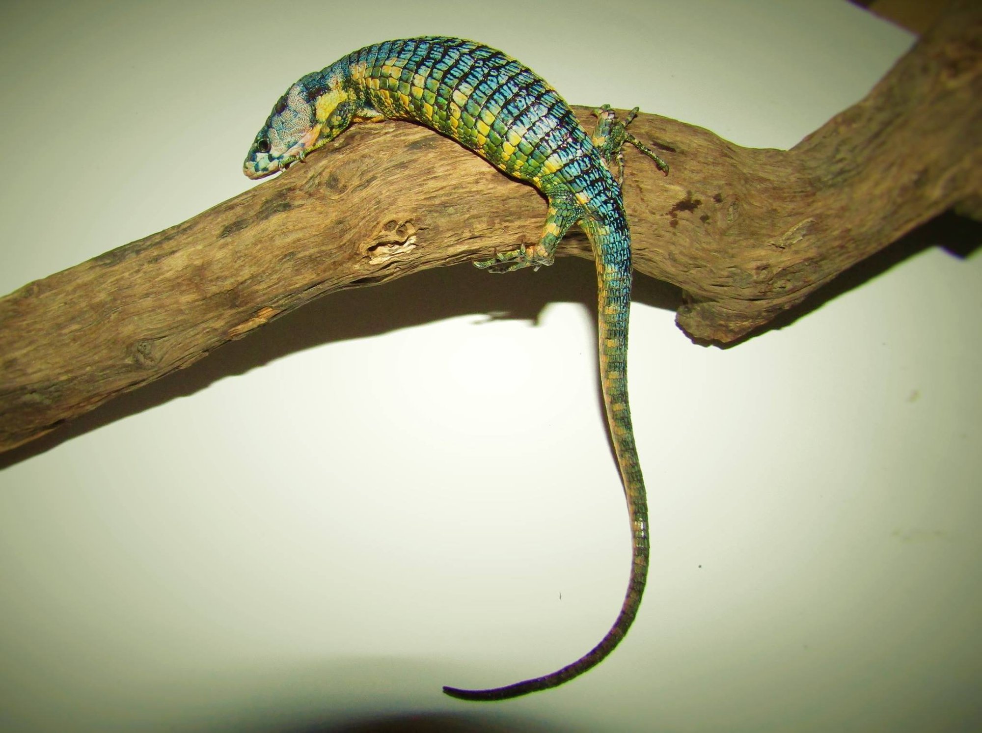 Fuscolabialis-Baumschleiche (Abronia fuscolabialis), typisches Aussehen der Art