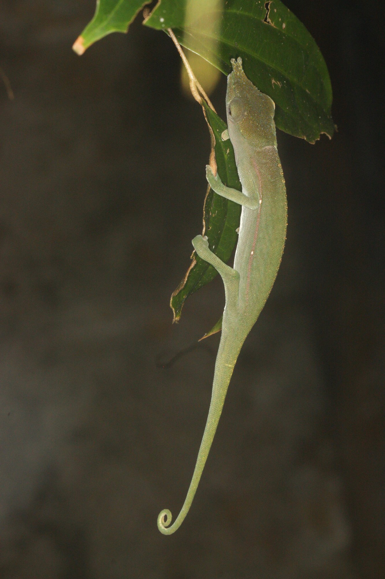 Gabelnasen-Chamäleon (Calumma furcifer), typisches Aussehen der Art