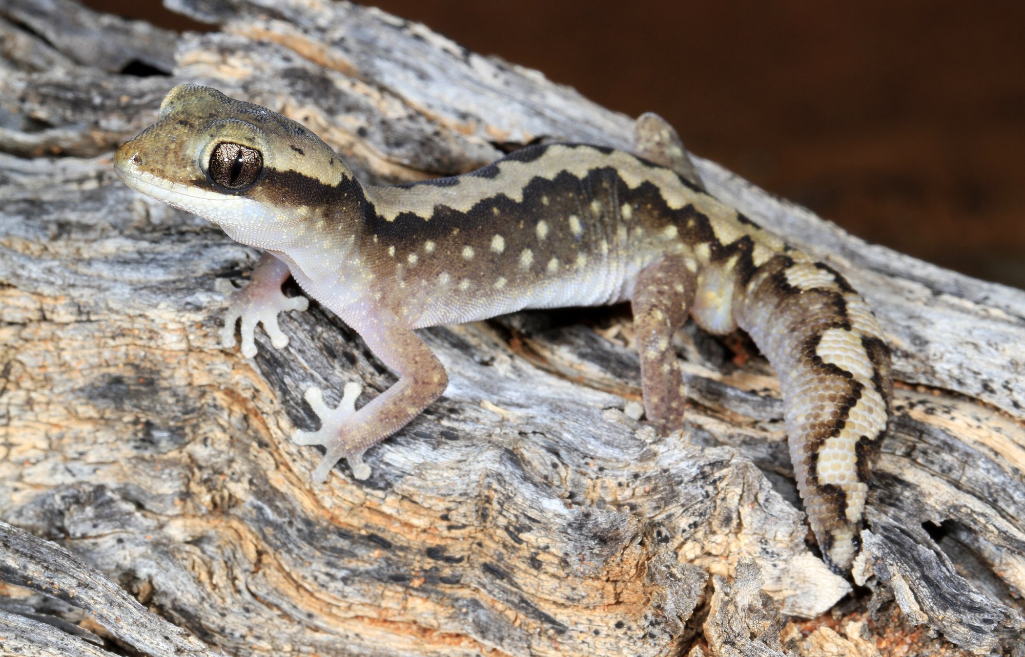 Gebänderter Steingecko (Diplodactylus vittatus), typisches Aussehen der Art