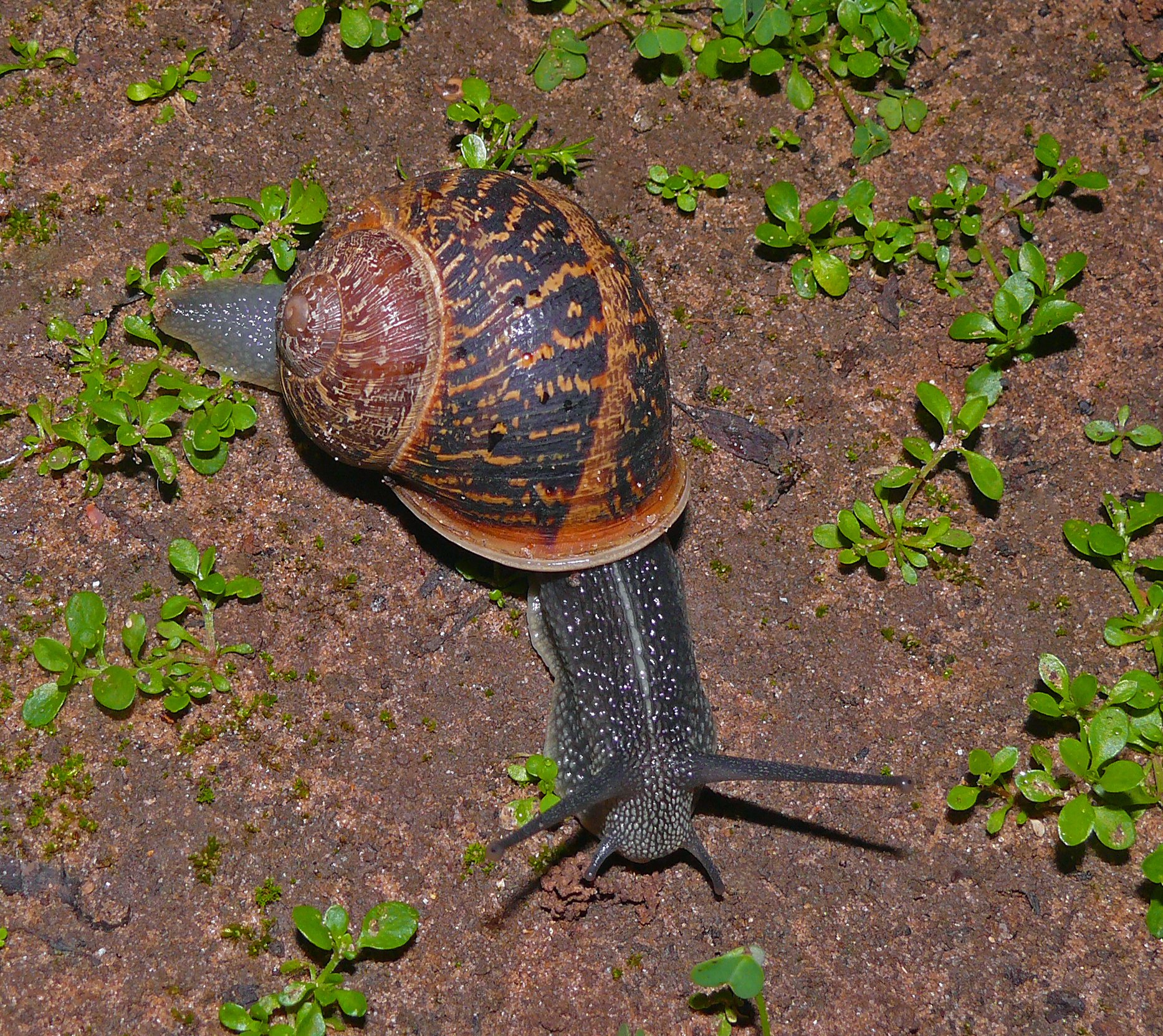 Gefleckte Weinbergschnecke (Cornu aspersum), typisches Aussehen der Art