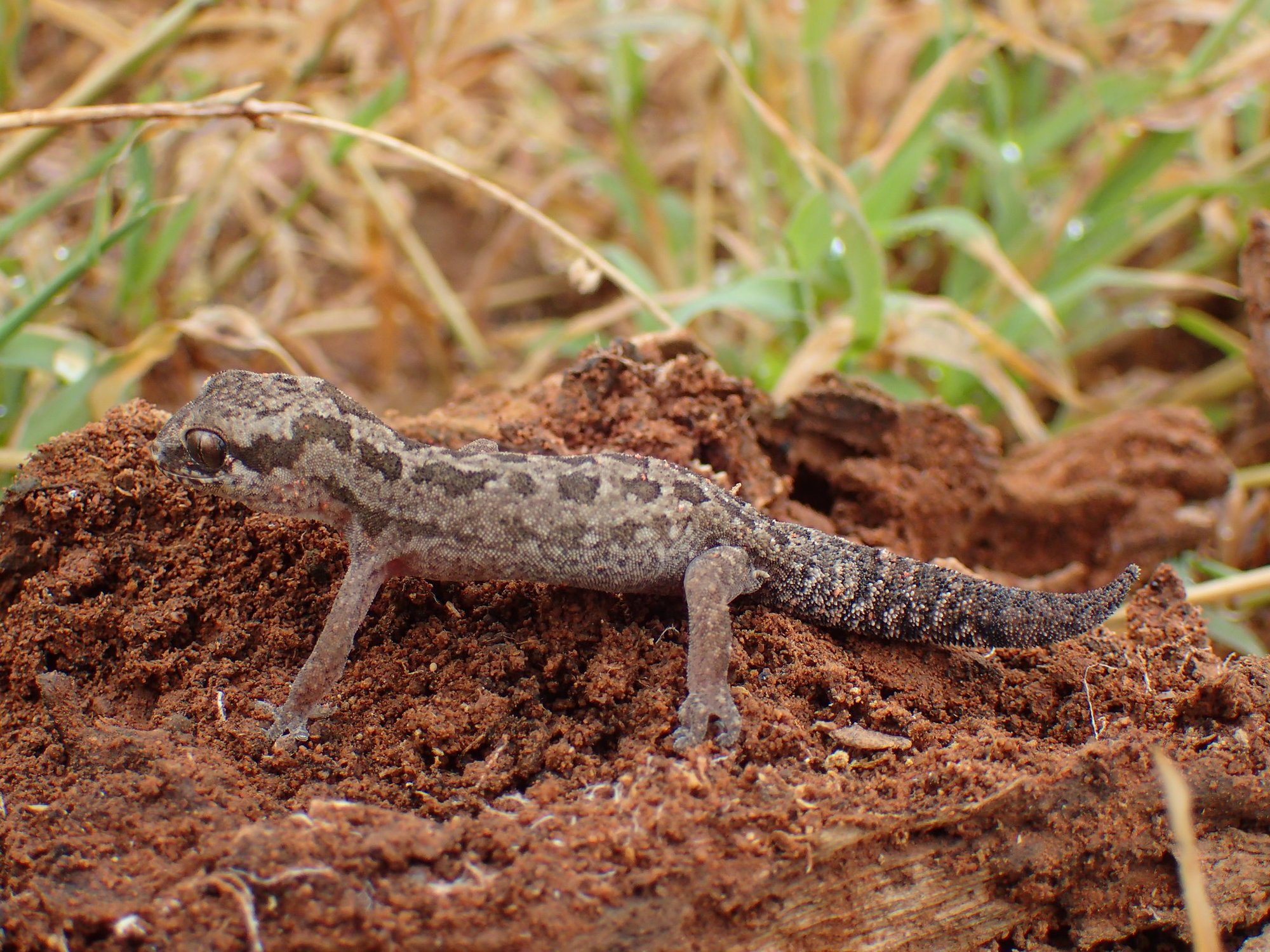 Gefleckter Dickfingergecko (Pachydactylus maculatus), typisches Aussehen der Art