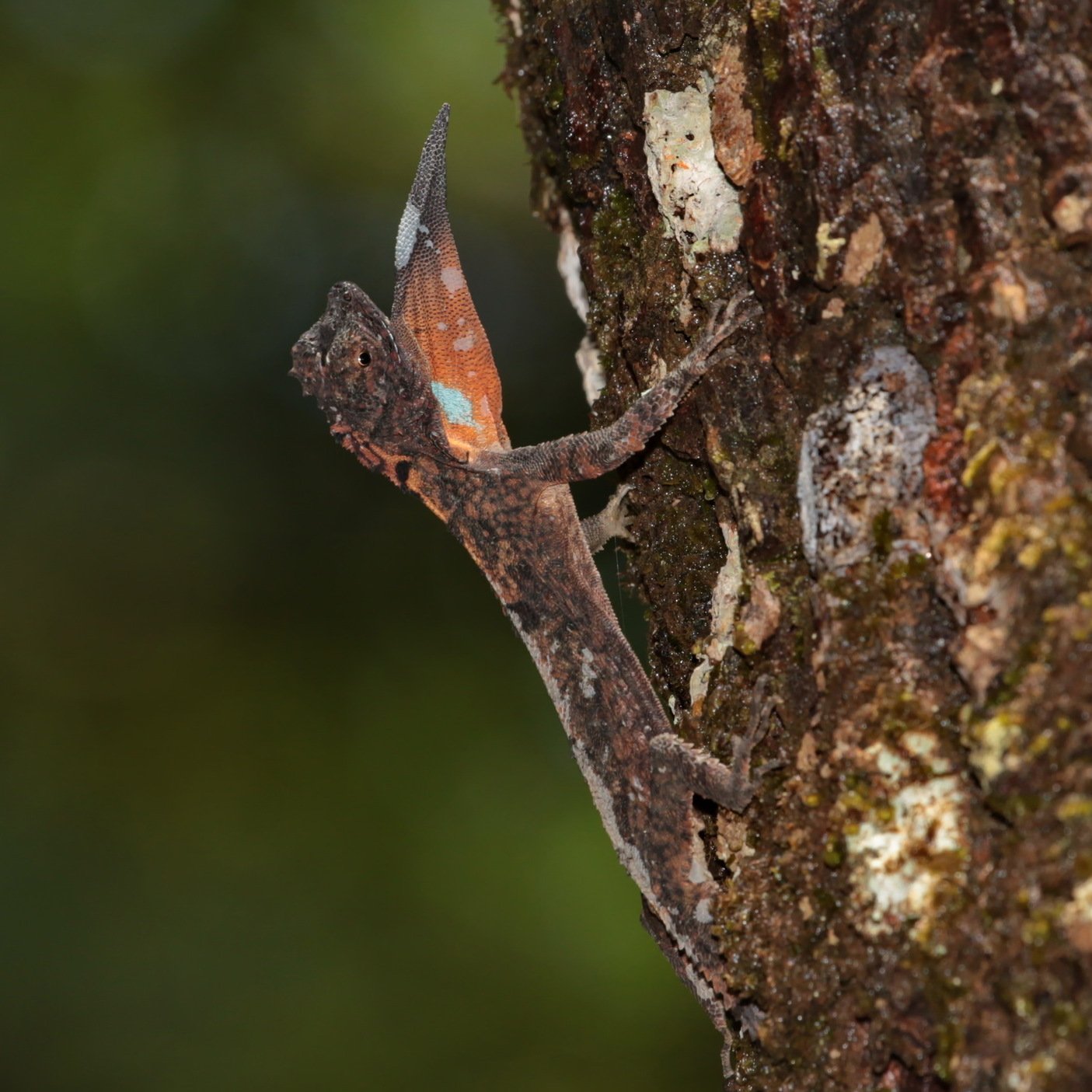 Gefleckter Flugdrache (Draco maculatus), typisches Aussehen der Art