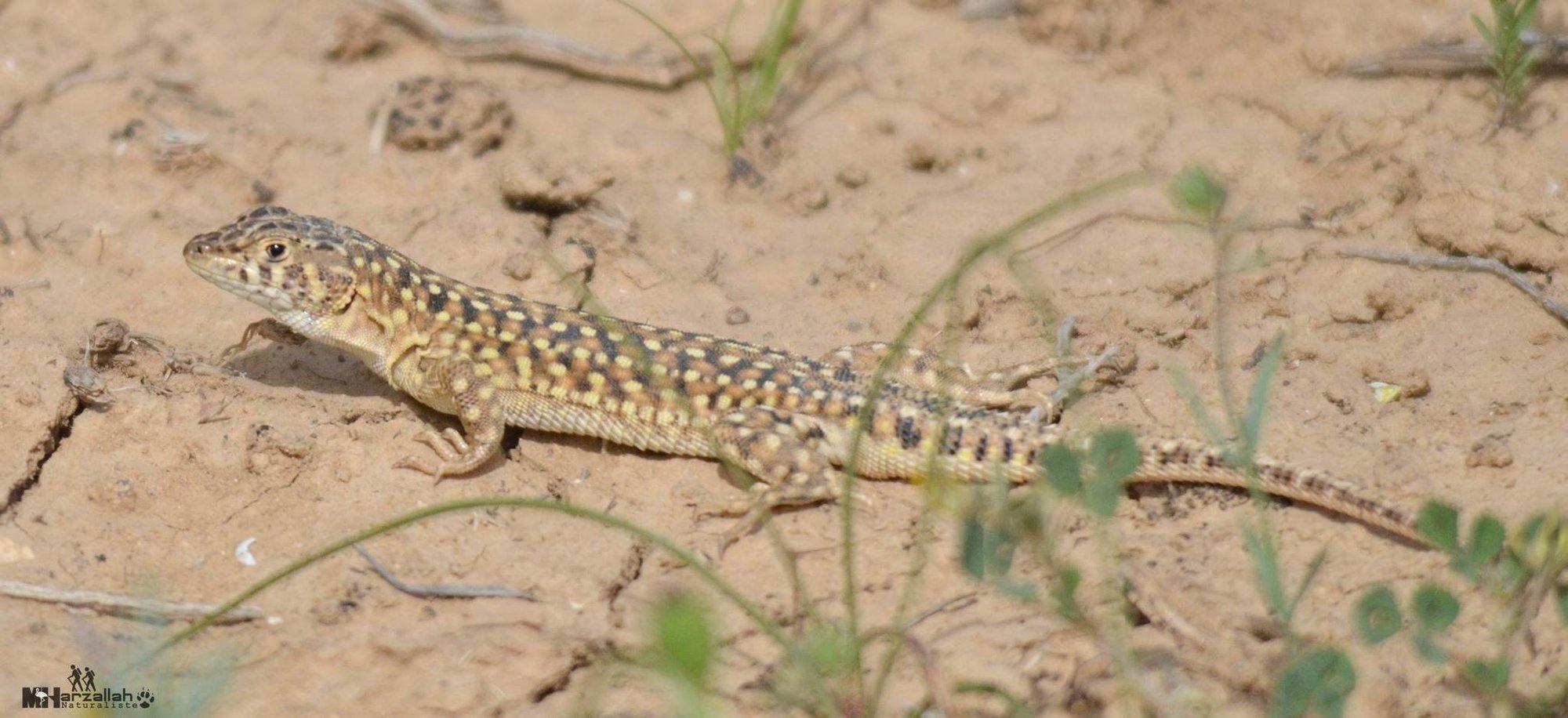 Gefleckter Fransenfinger (Acanthodactylus maculatus), typisches Aussehen der Art