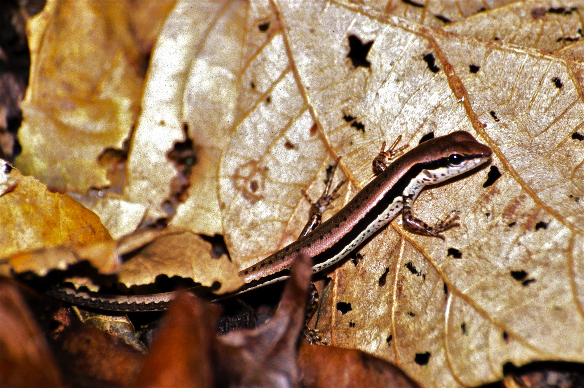 Gefleckter Waldskink (Sphenomorphus maculatus), typisches Aussehen der Art