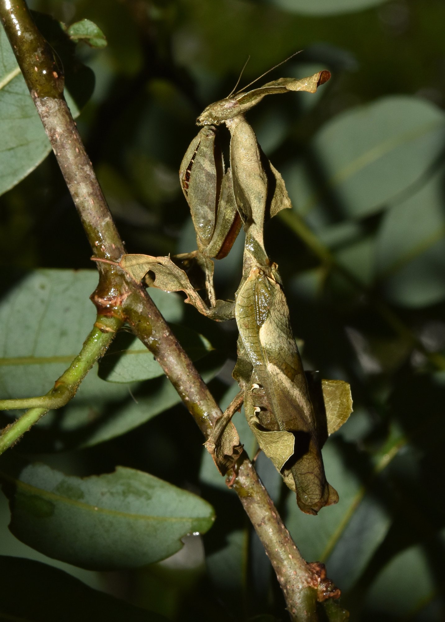 Geistermantis (Phyllocrania paradoxa), typisches Aussehen der Art