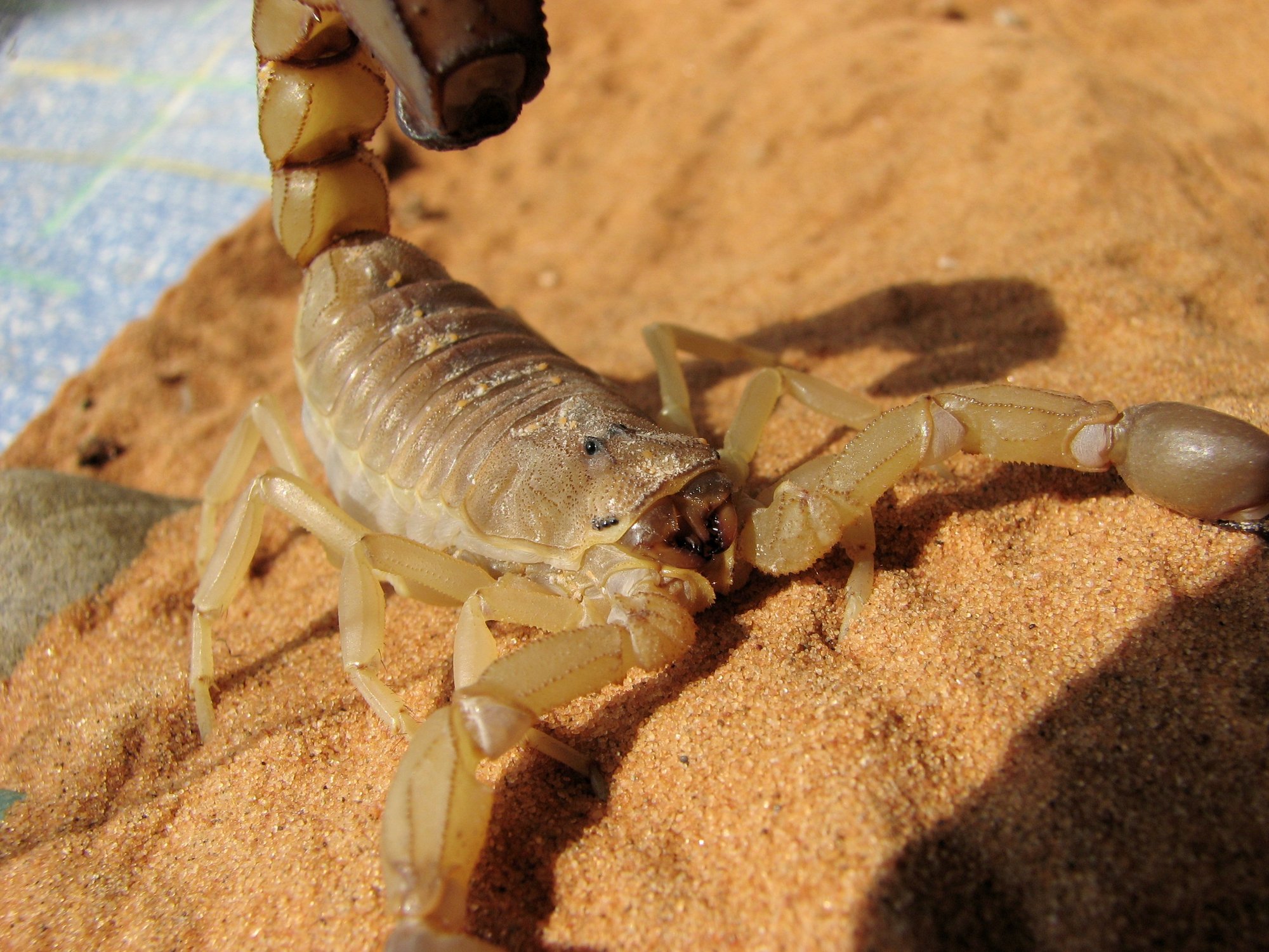Gelber Fettschwanzskorpion (Androctonus australis), typisches Aussehen der Art