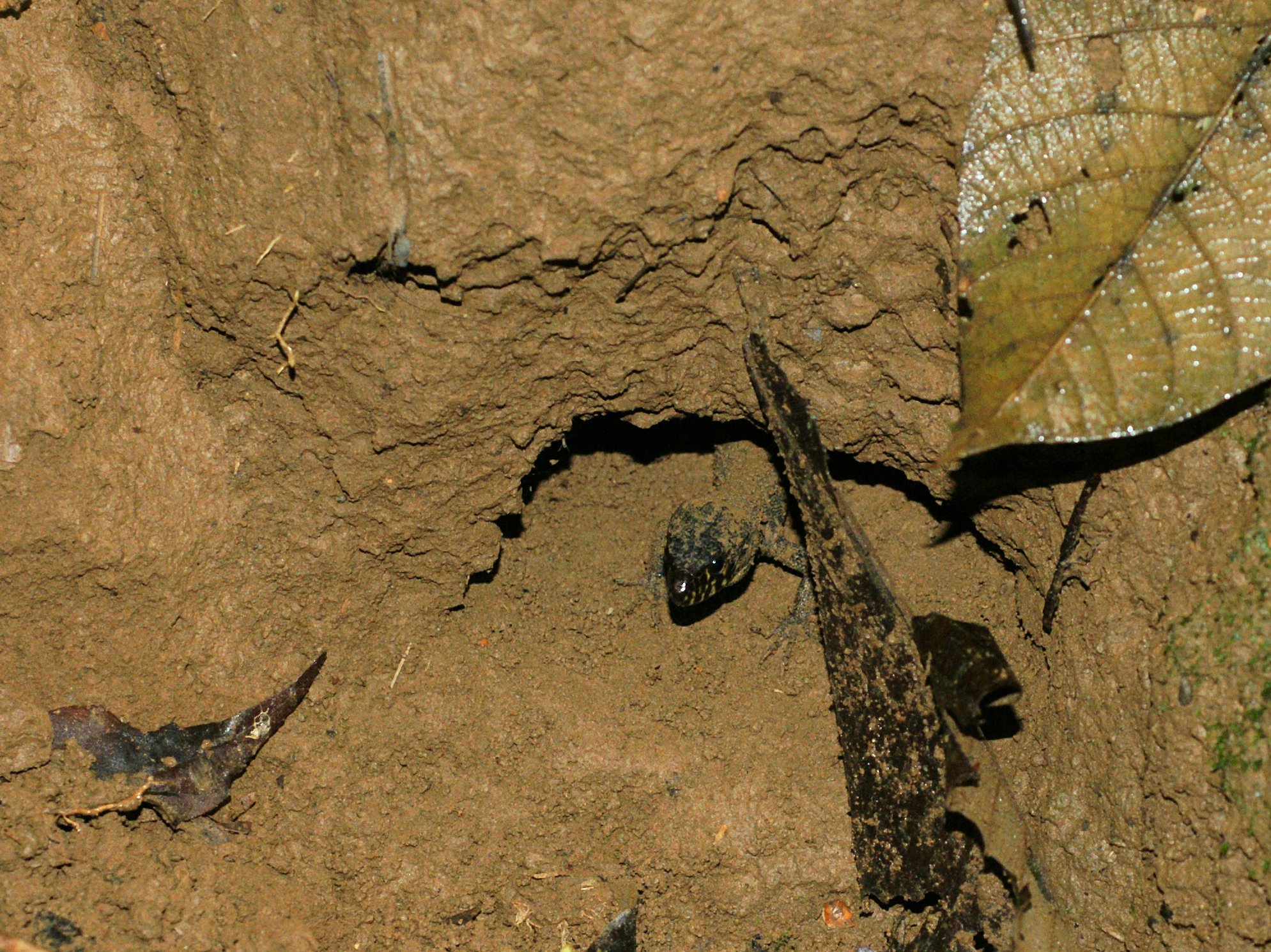 Gelbgefleckte Nachtechse (Lepidophyma flavimaculatum), typisches Aussehen der Art