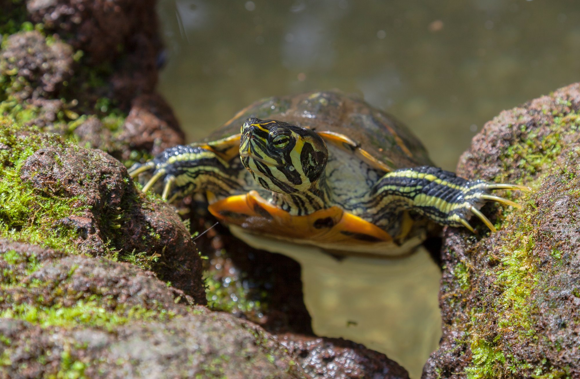 Gelbwangenschmuckschildkröte (Trachemys scripta scripta), typisches Aussehen der Art