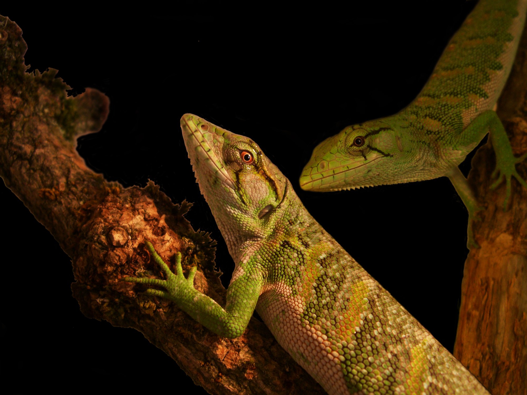 Gemeiner Buntleguan (Polychrus marmoratus), typisches Aussehen der Art
