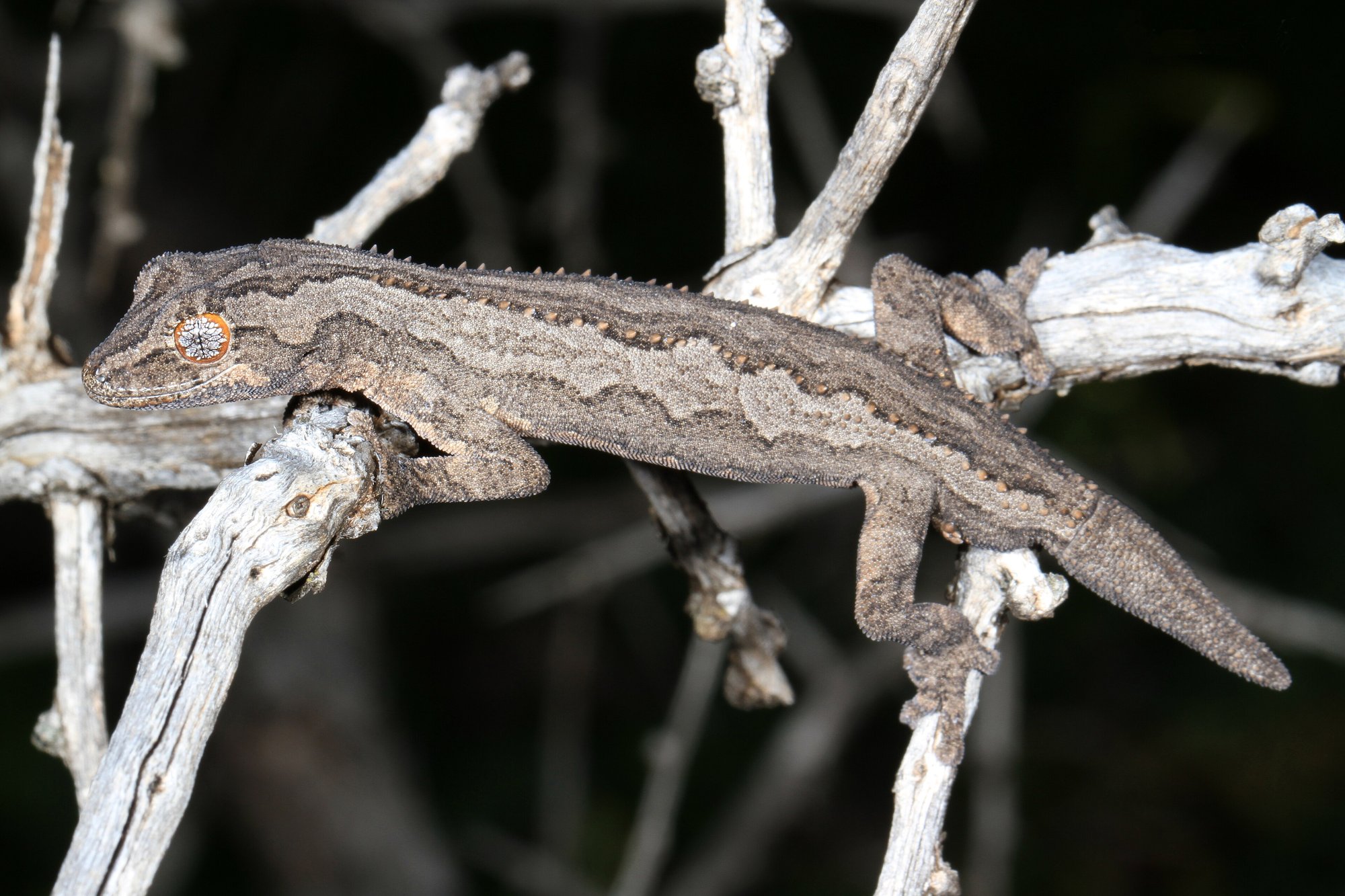 Gepanzerter Stachelschwanzgecko (Strophurus intermedius), typisches Aussehen der Art