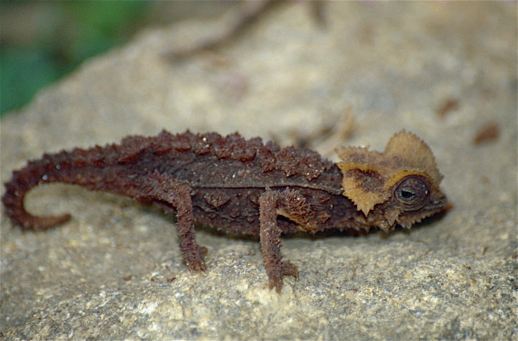 Gepanzertes Erdchamäleon (Brookesia perarmata), typisches Aussehen der Art