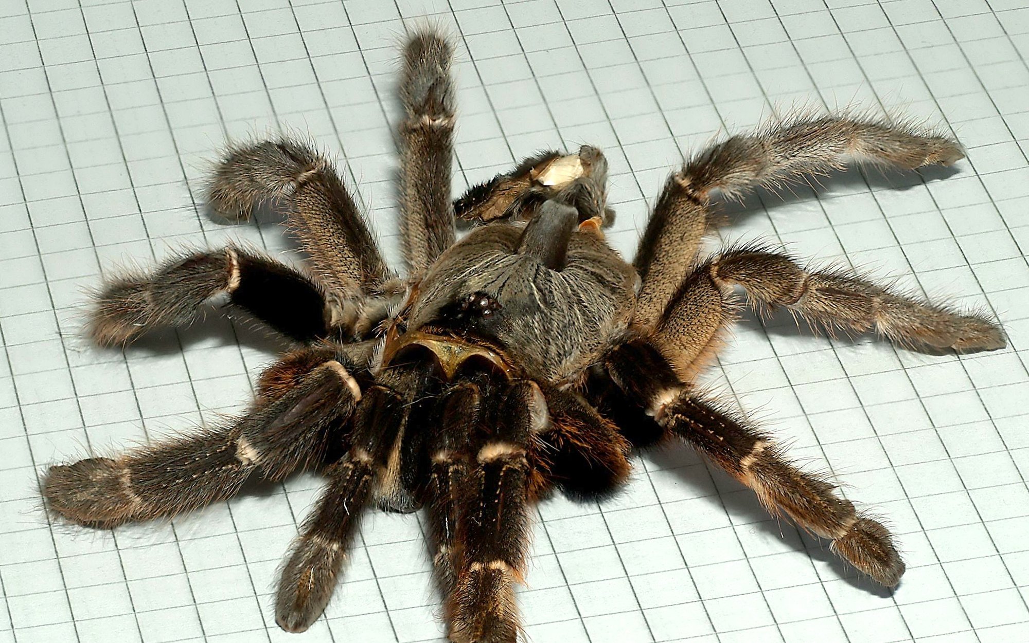 Geradehorn-Vogelspinne (Ceratogyrus darlingi), typisches Aussehen der Art