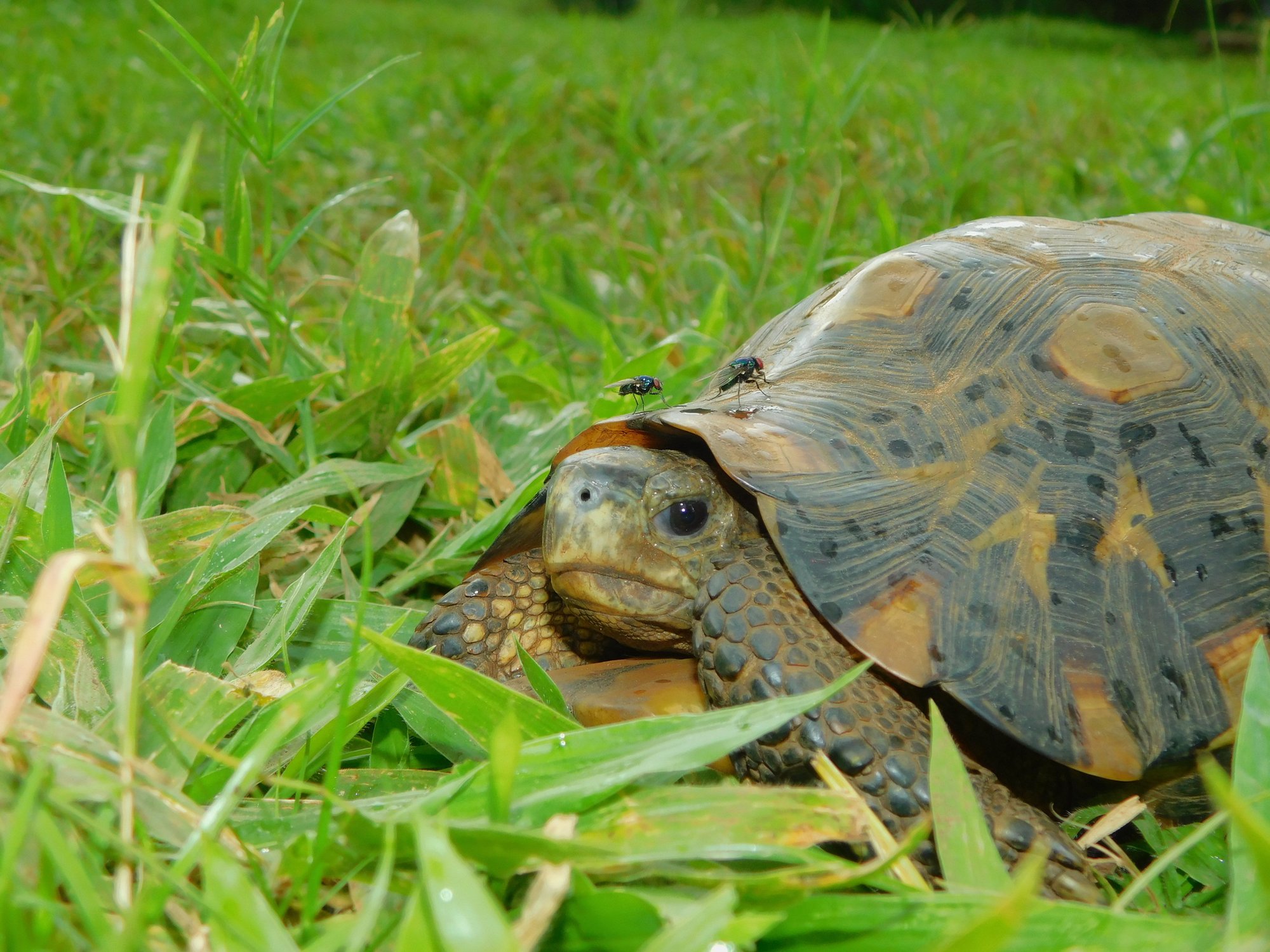 Gesägte Dosenschildkröte (Kinixys belliana), typisches Aussehen der Art